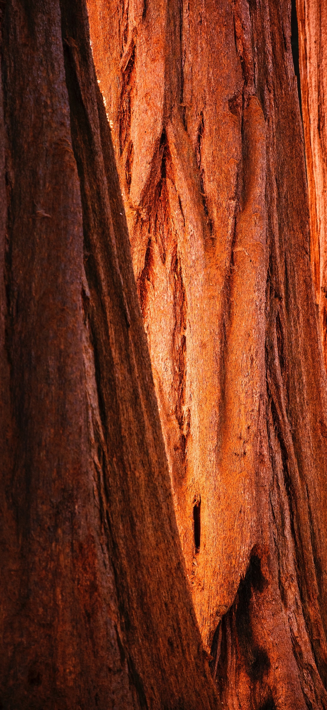 Обои дерево, формирование, древесина, коричневый цвет, геология в разрешении 1125x2436
