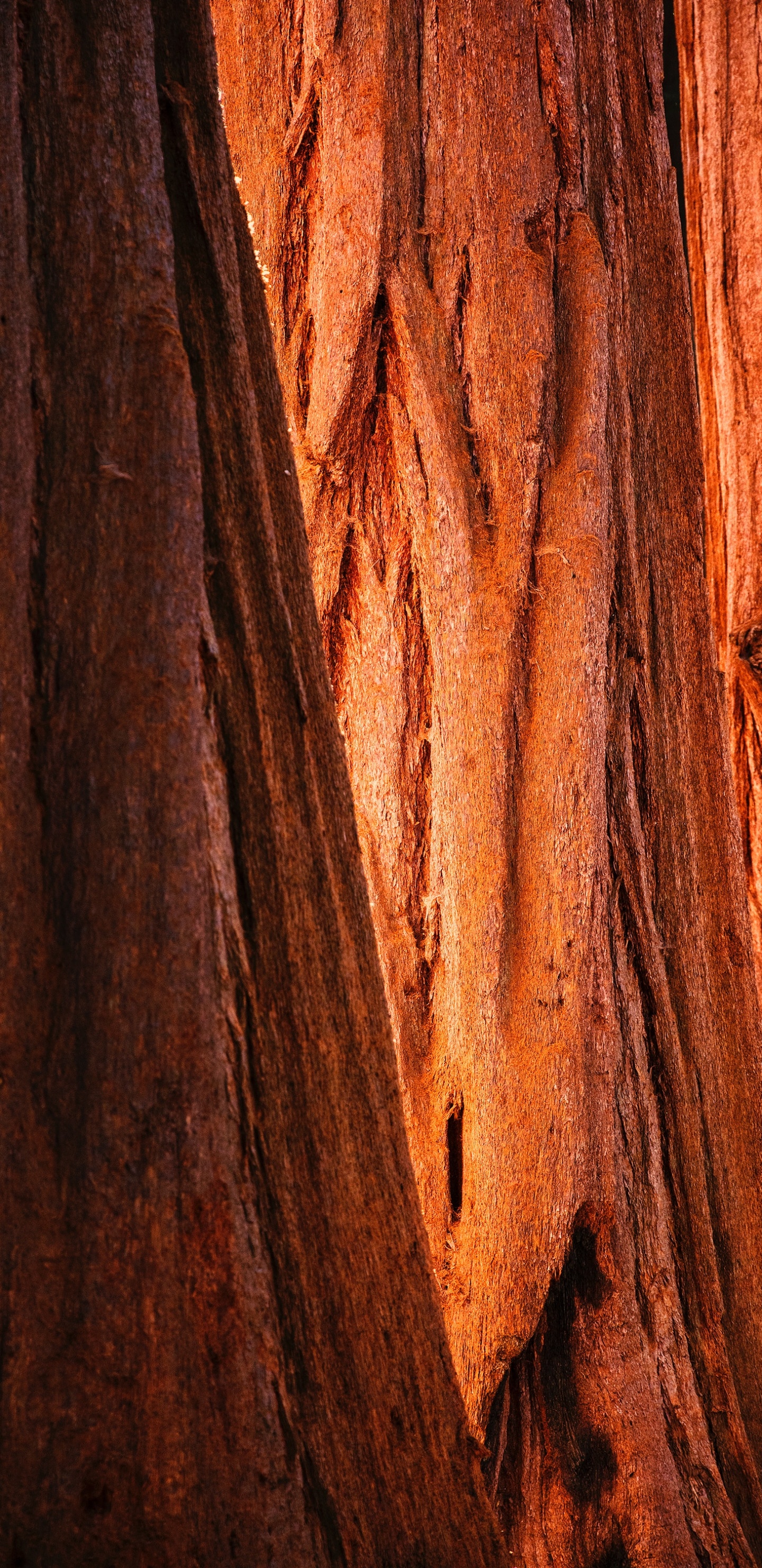 Обои дерево, формирование, древесина, коричневый цвет, геология в разрешении 1440x2960