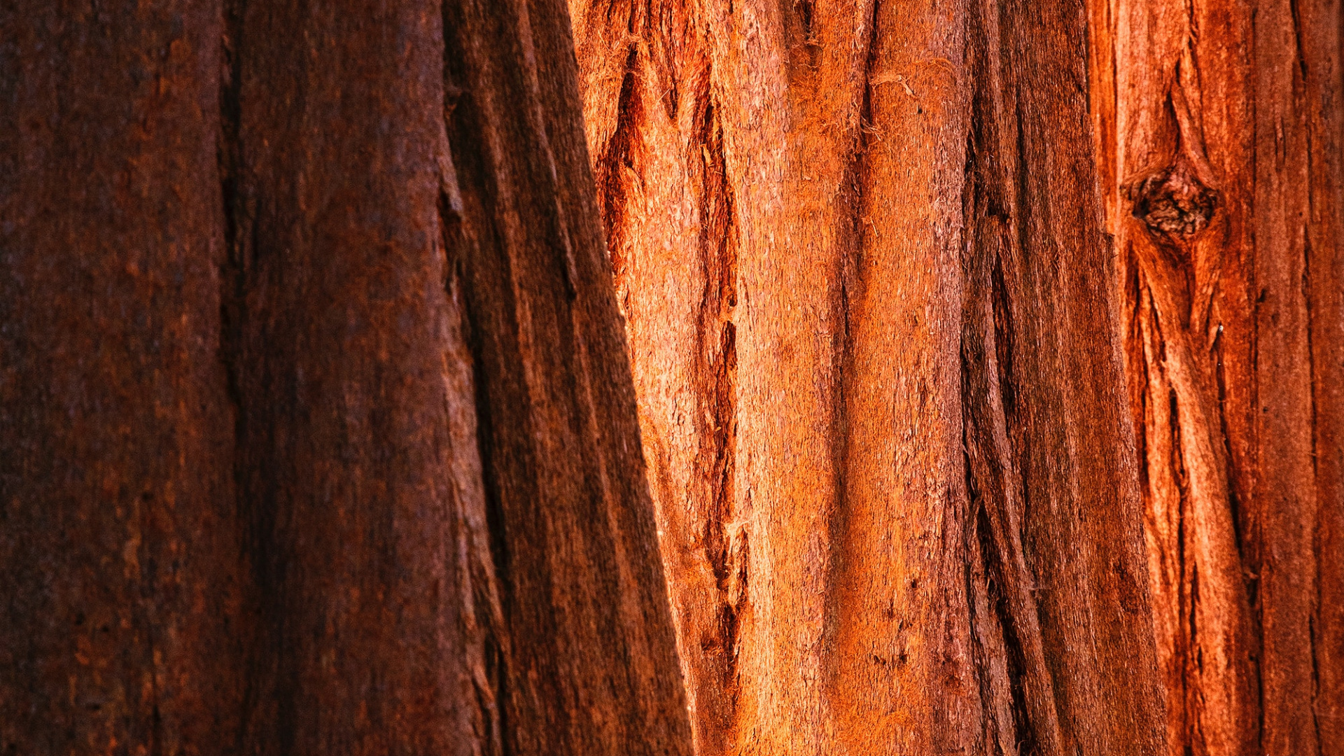 Обои дерево, формирование, древесина, коричневый цвет, геология в разрешении 1920x1080
