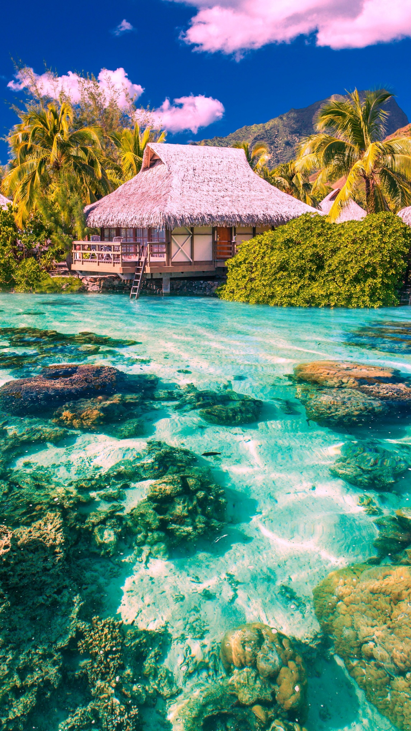 Обои вода, море, лето, морская биология, риф в разрешении 1440x2560