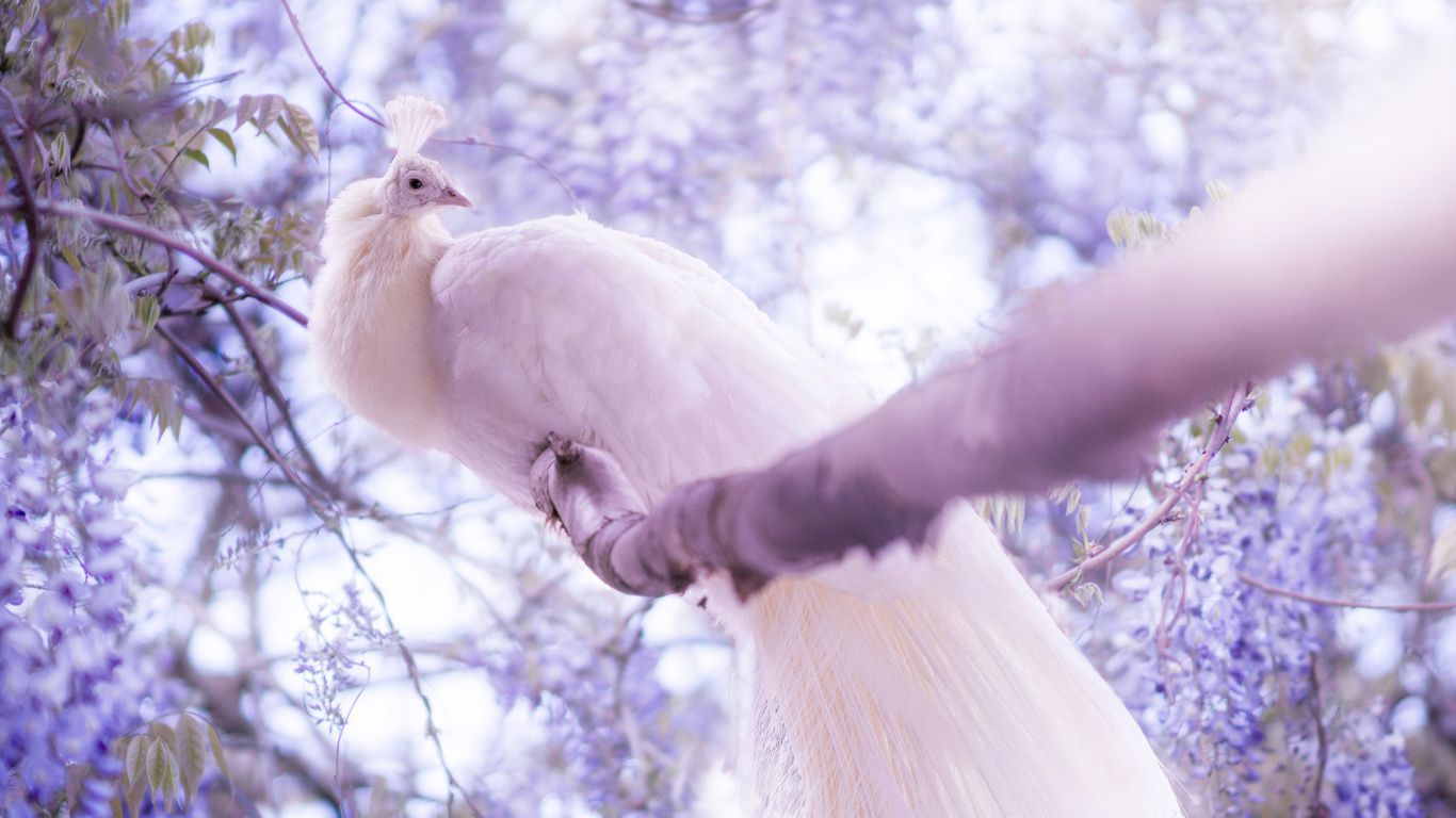 Обои павлин, ветвь, imgur, Белый павлин, лаванда в разрешении 1366x768