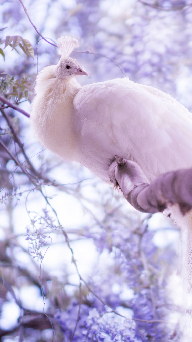 Обои павлин, ветвь, imgur, Белый павлин, лаванда в разрешении 750x1334