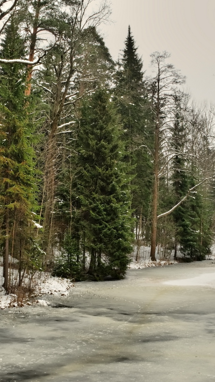 Обои зима, дерево, снег, природа, лес в разрешении 720x1280