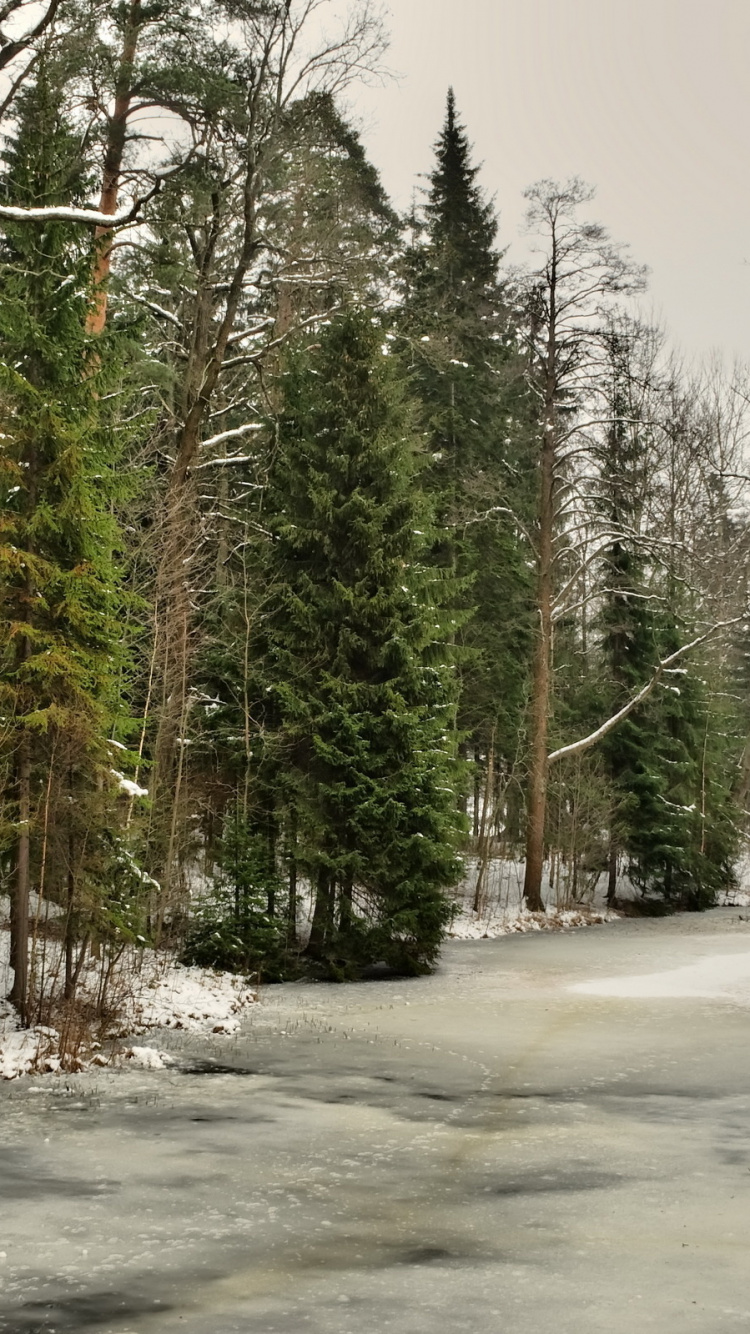 Обои зима, дерево, снег, природа, лес в разрешении 750x1334