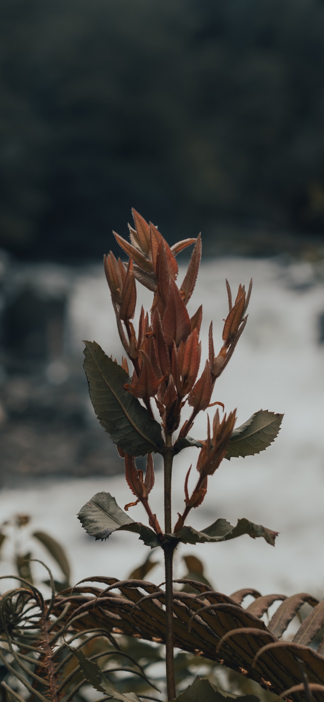 Обои лист, стебель растения, цветок, растение, весна в разрешении 1125x2436