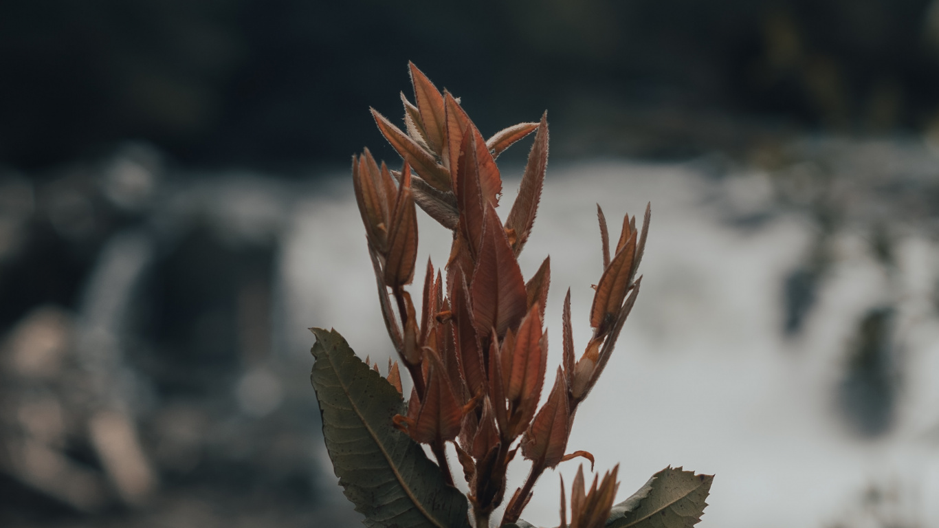 Обои лист, стебель растения, цветок, растение, весна в разрешении 1366x768