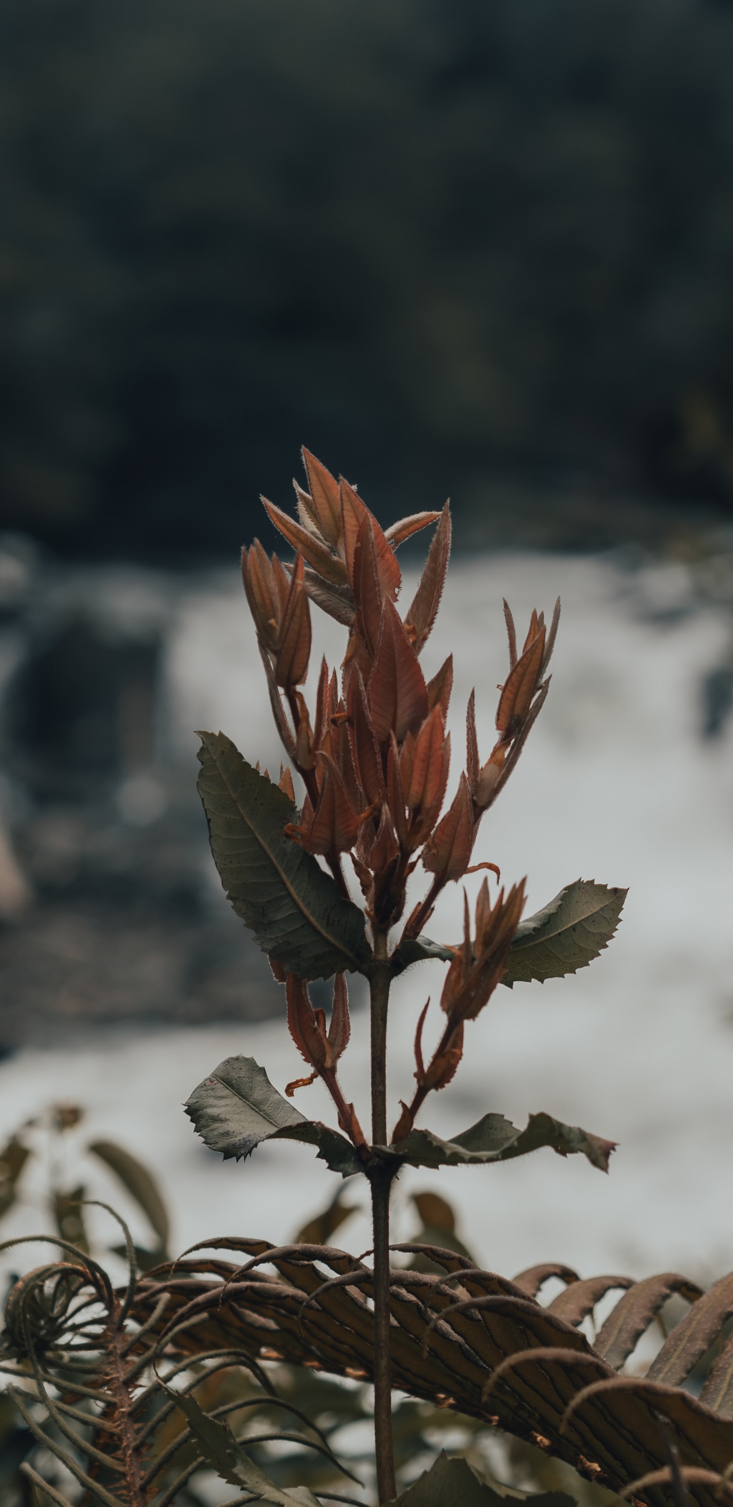 Обои лист, стебель растения, цветок, растение, весна в разрешении 1440x2960