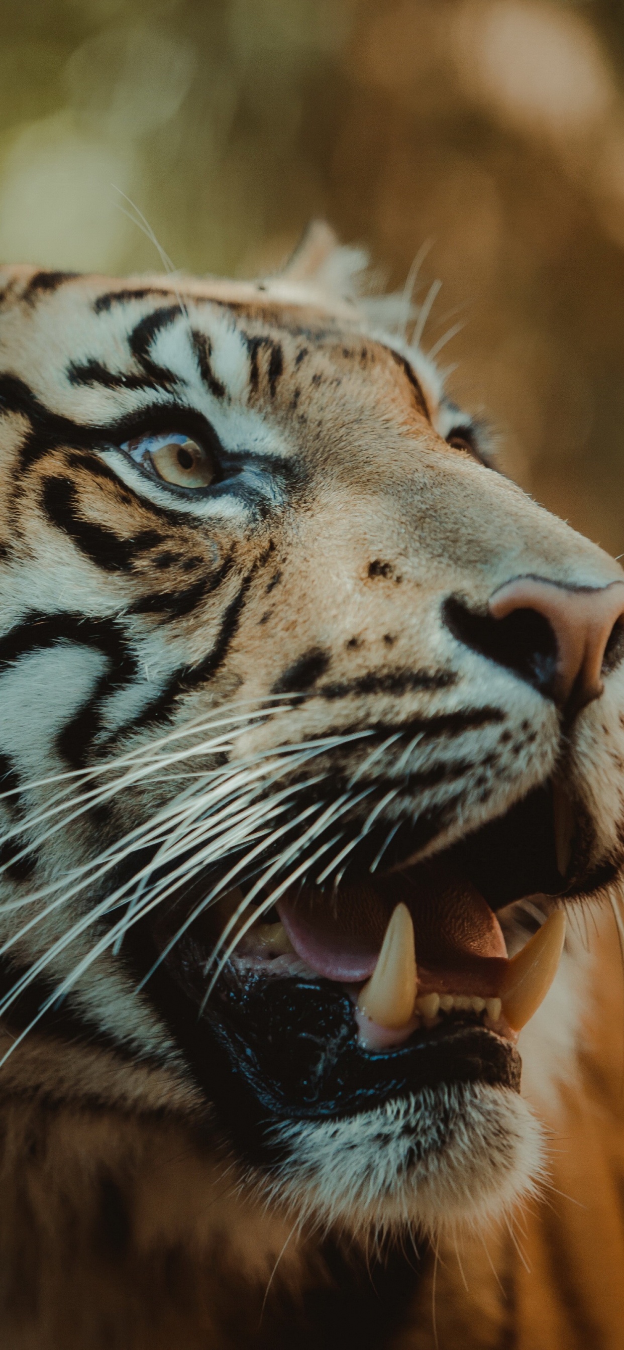 Обои живая природа, тигр, Леопард, большая кошка, рев в разрешении 1242x2688