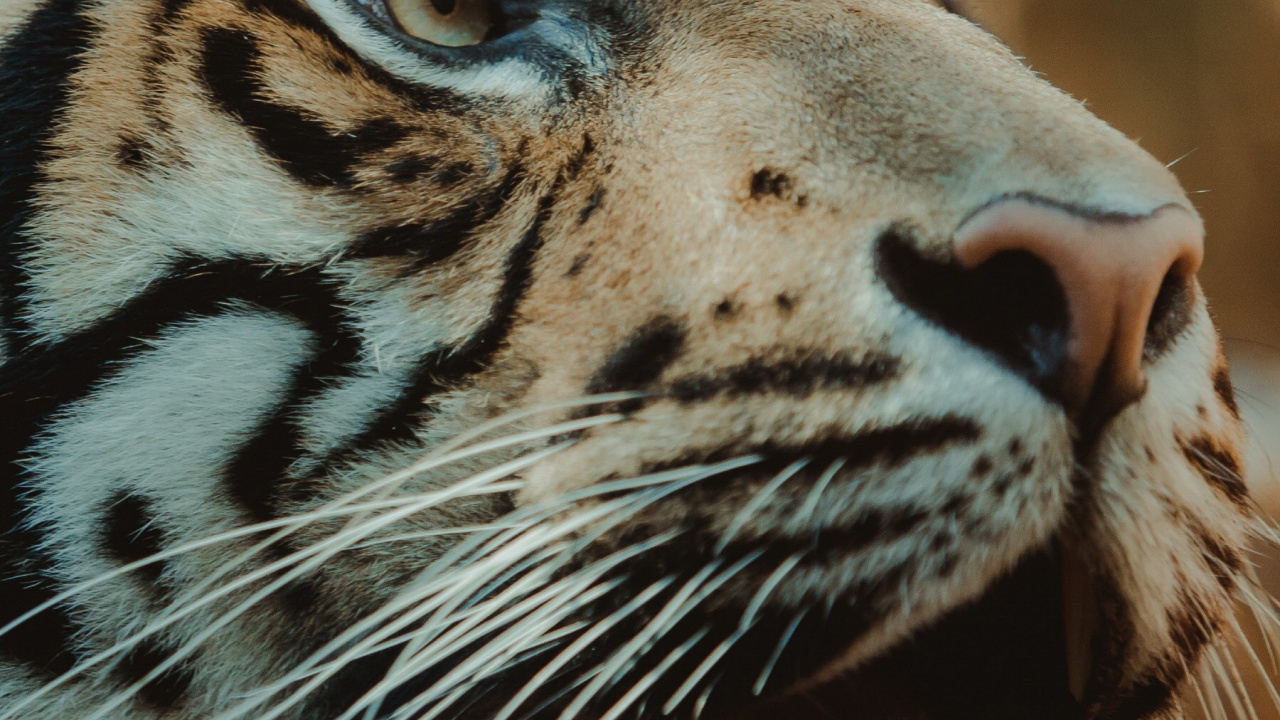 Обои живая природа, тигр, Леопард, большая кошка, рев в разрешении 1280x720