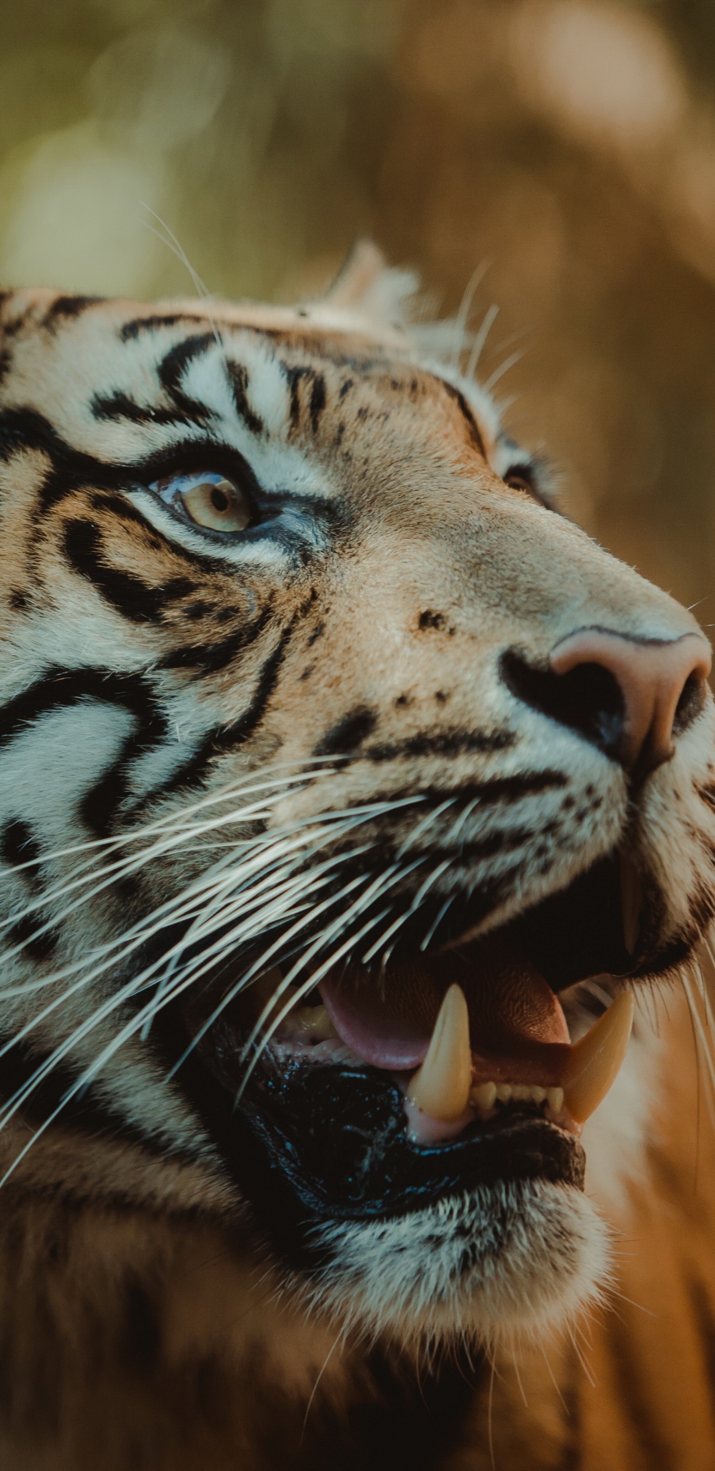 Обои живая природа, тигр, Леопард, большая кошка, рев в разрешении 1440x2960