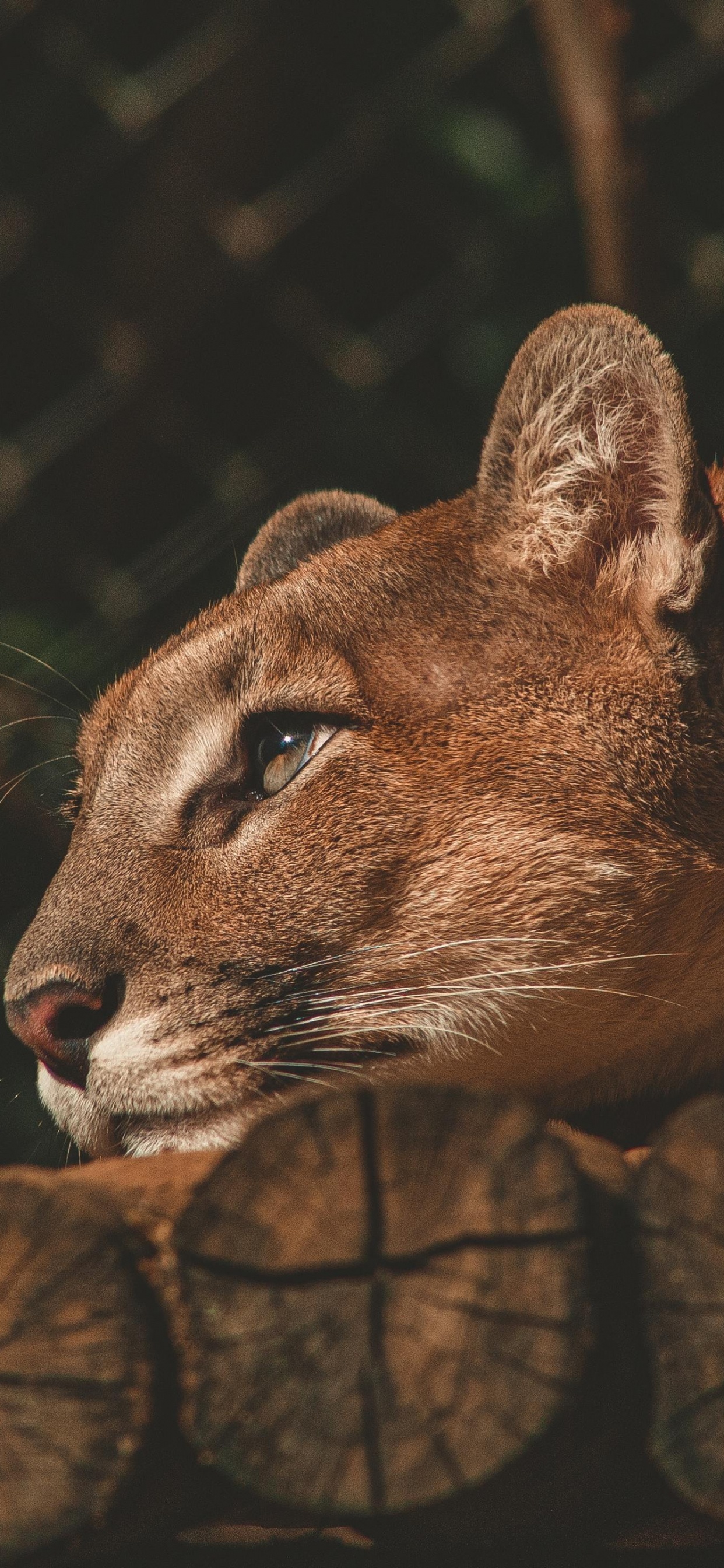 Обои Лев, черный и белый, кошачьих, кошки малого и среднего размера, бакенбарды в разрешении 1242x2688