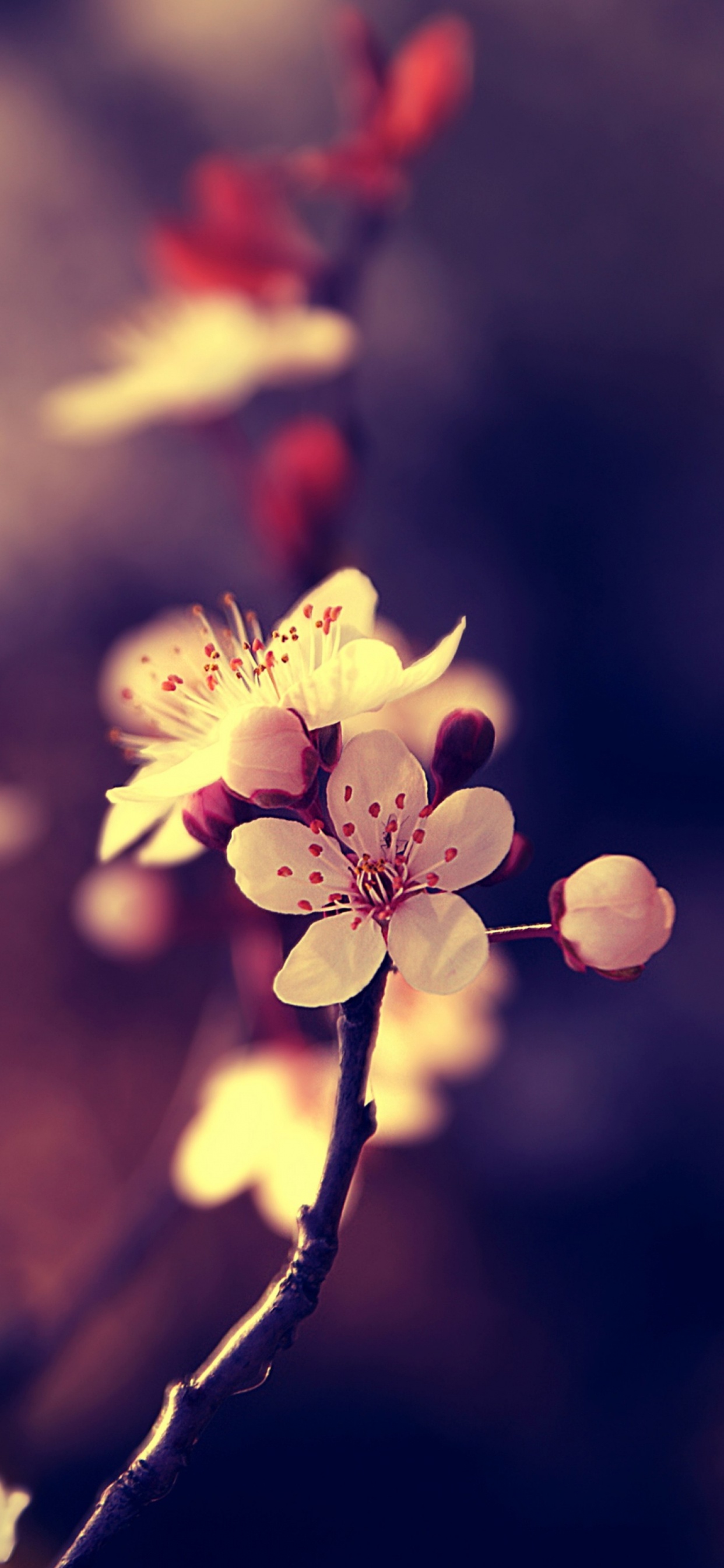 Обои цветок, весна, лепесток, расцвет, ветвь в разрешении 1242x2688