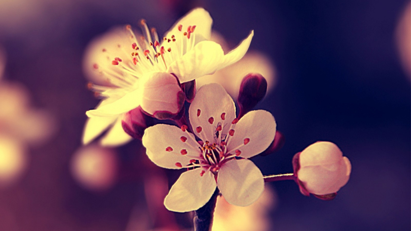 Обои цветок, весна, лепесток, расцвет, ветвь в разрешении 1366x768