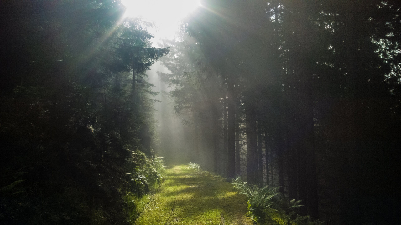 Обои природа, солнечный свет, лес, окружающая среда, свет в разрешении 1280x720