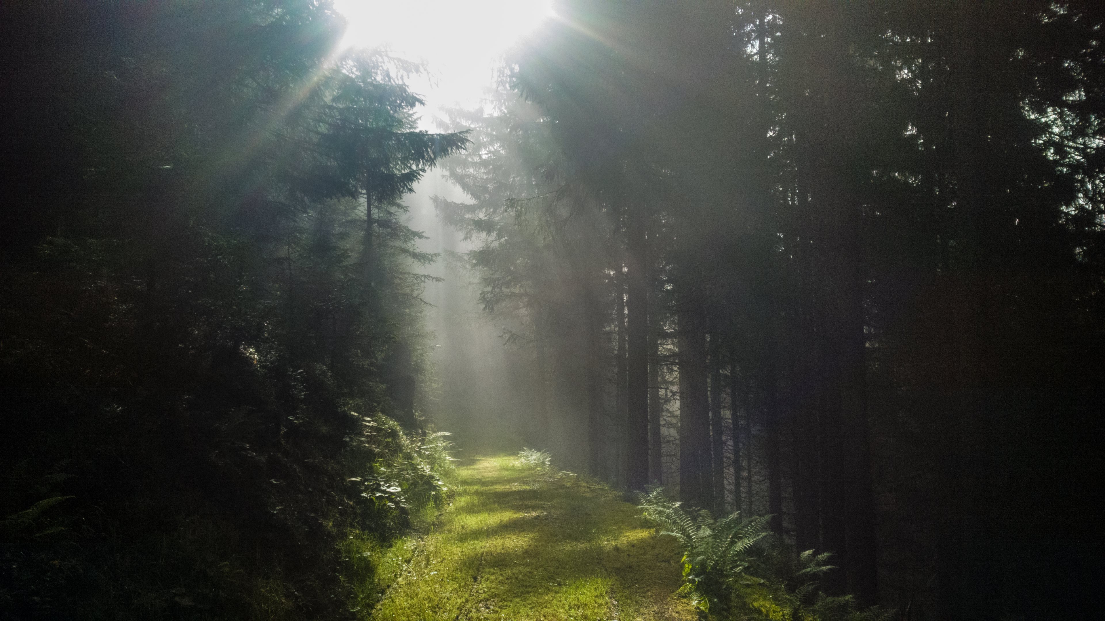 Обои природа, солнечный свет, лес, окружающая среда, свет в разрешении 3840x2160