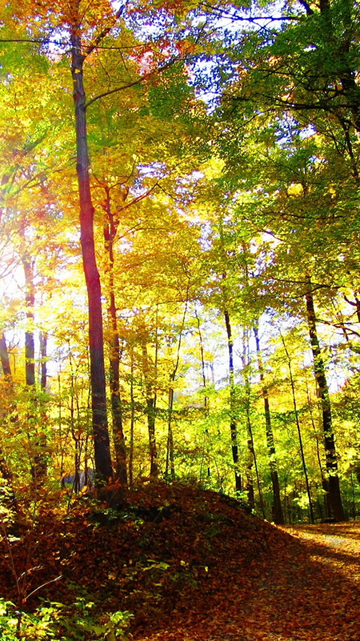 Обои природа, дерево, лес, лесистая местность, лист в разрешении 720x1280