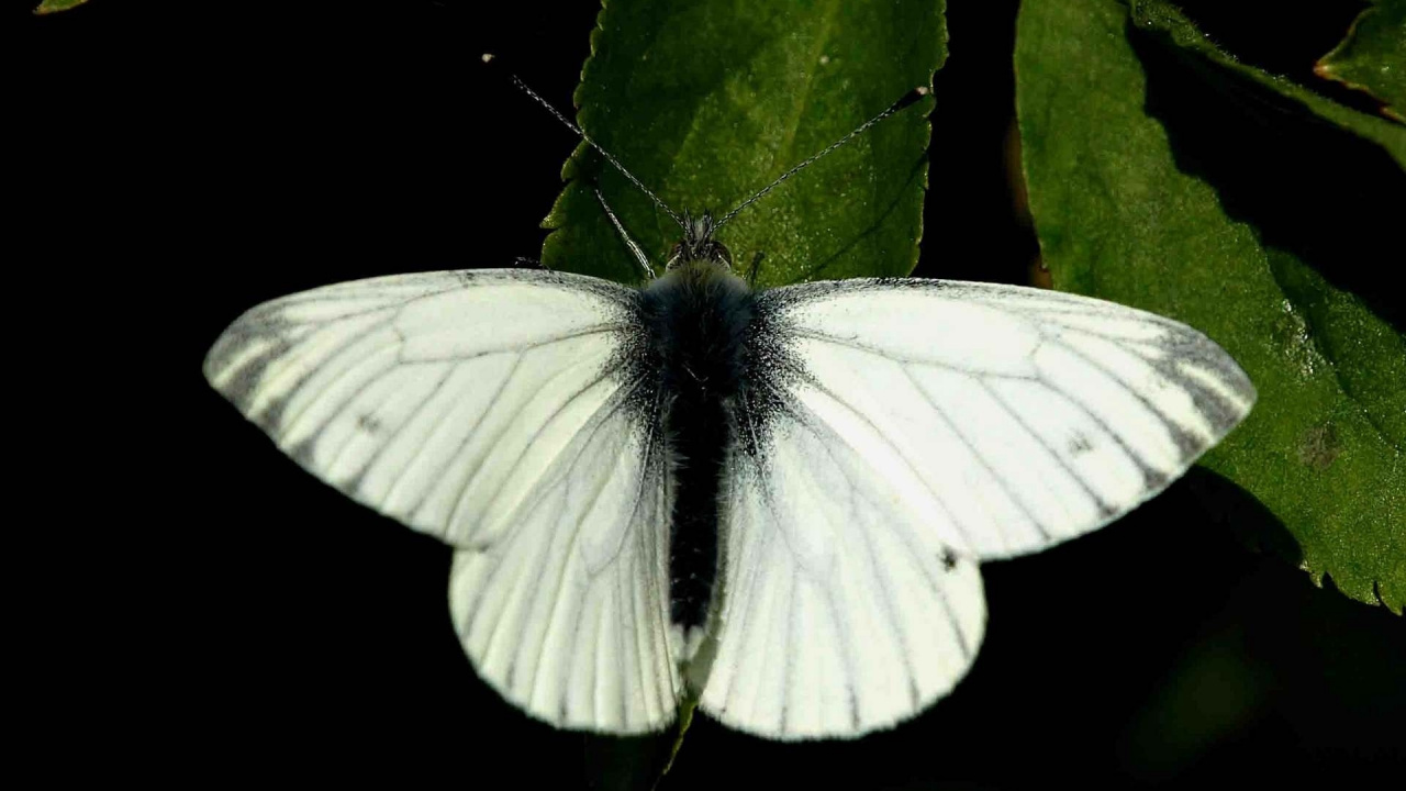 Обои Капуста белый, насекомое, белянок, мотыльки и бабочки, бабочка в разрешении 1280x720