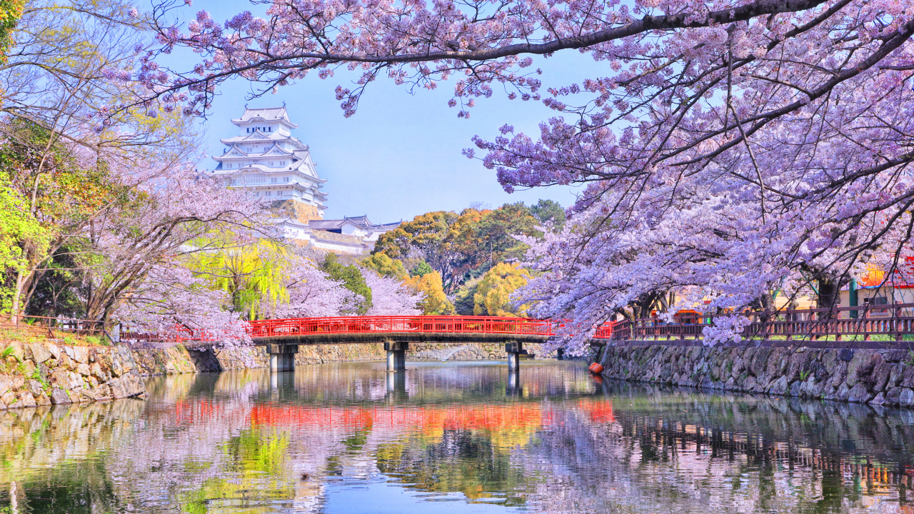 Обои цветение вишни, природа, цветок, отражение, весна в разрешении 1280x720