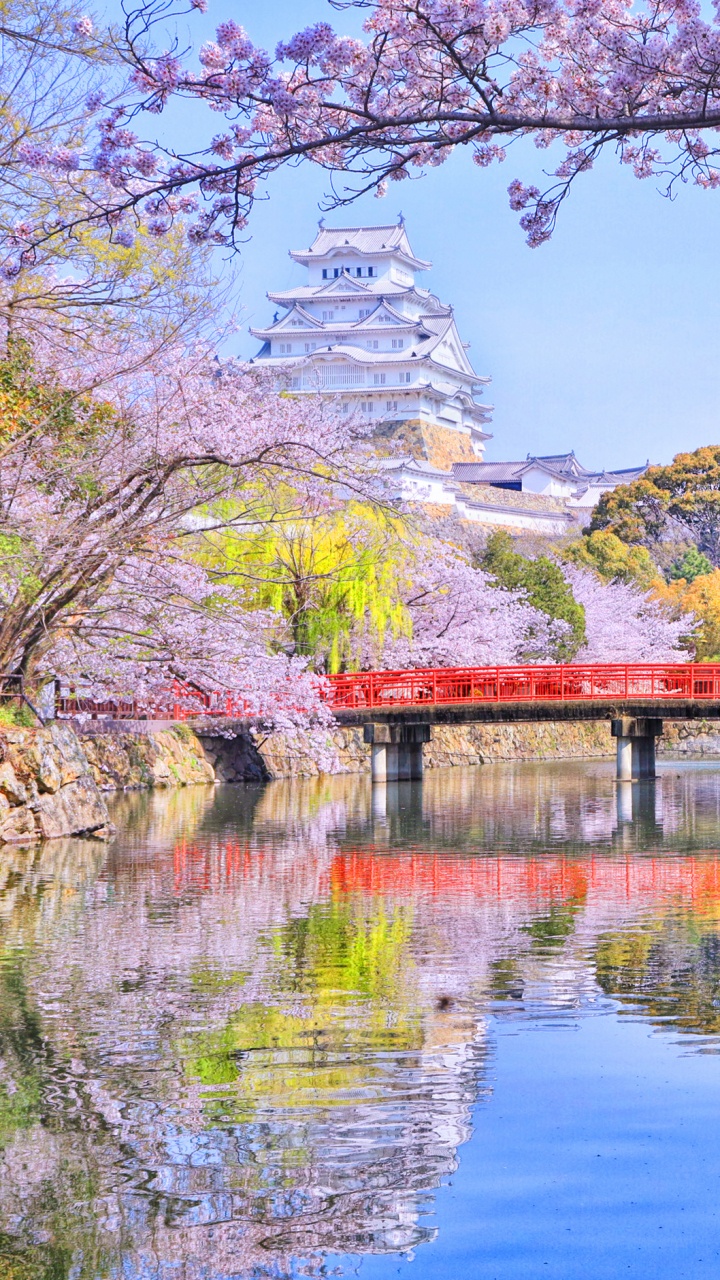 Обои цветение вишни, природа, цветок, отражение, весна в разрешении 720x1280