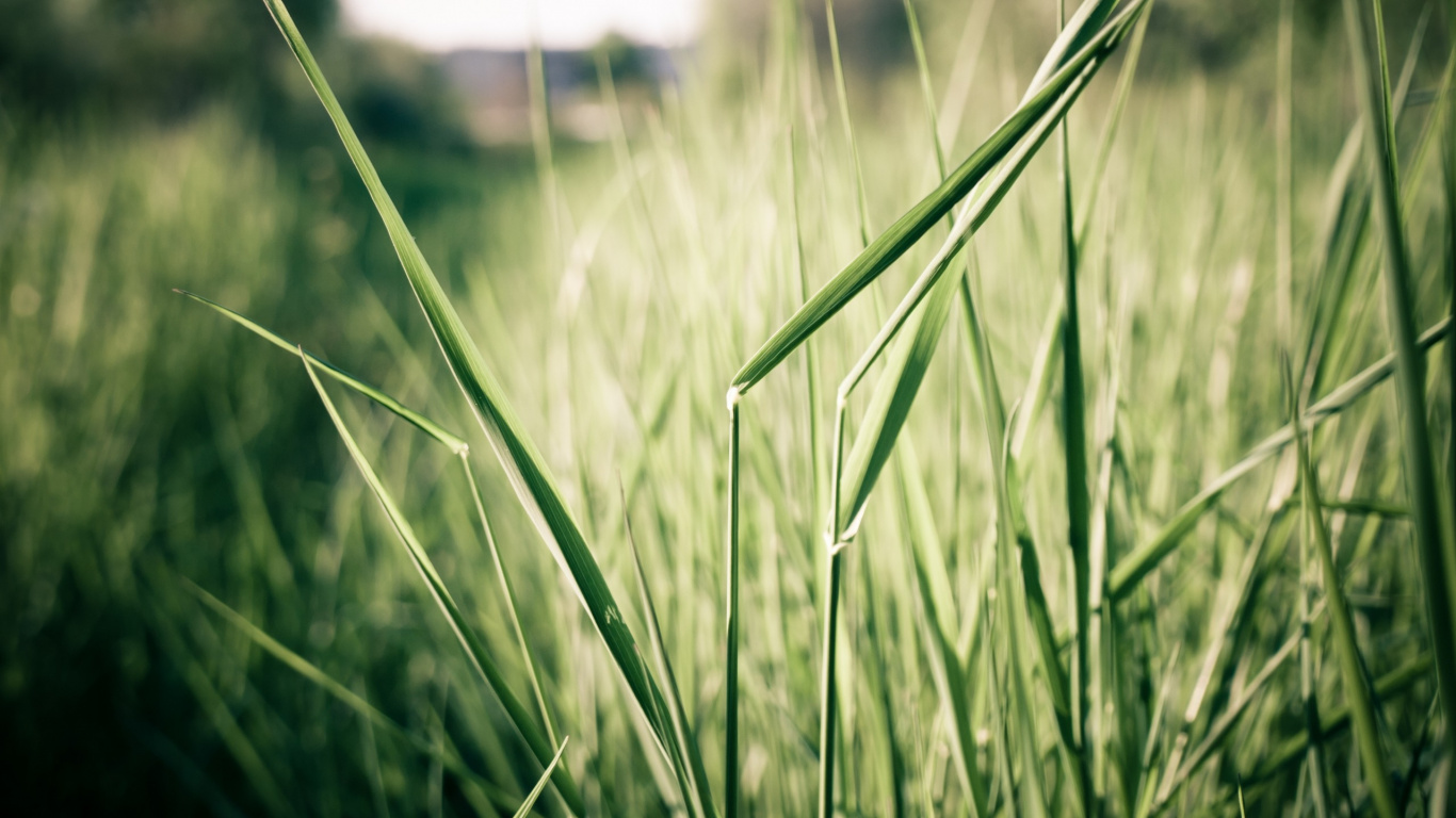 Обои растение, семейство травы, луг, урожай, стебель в разрешении 1366x768
