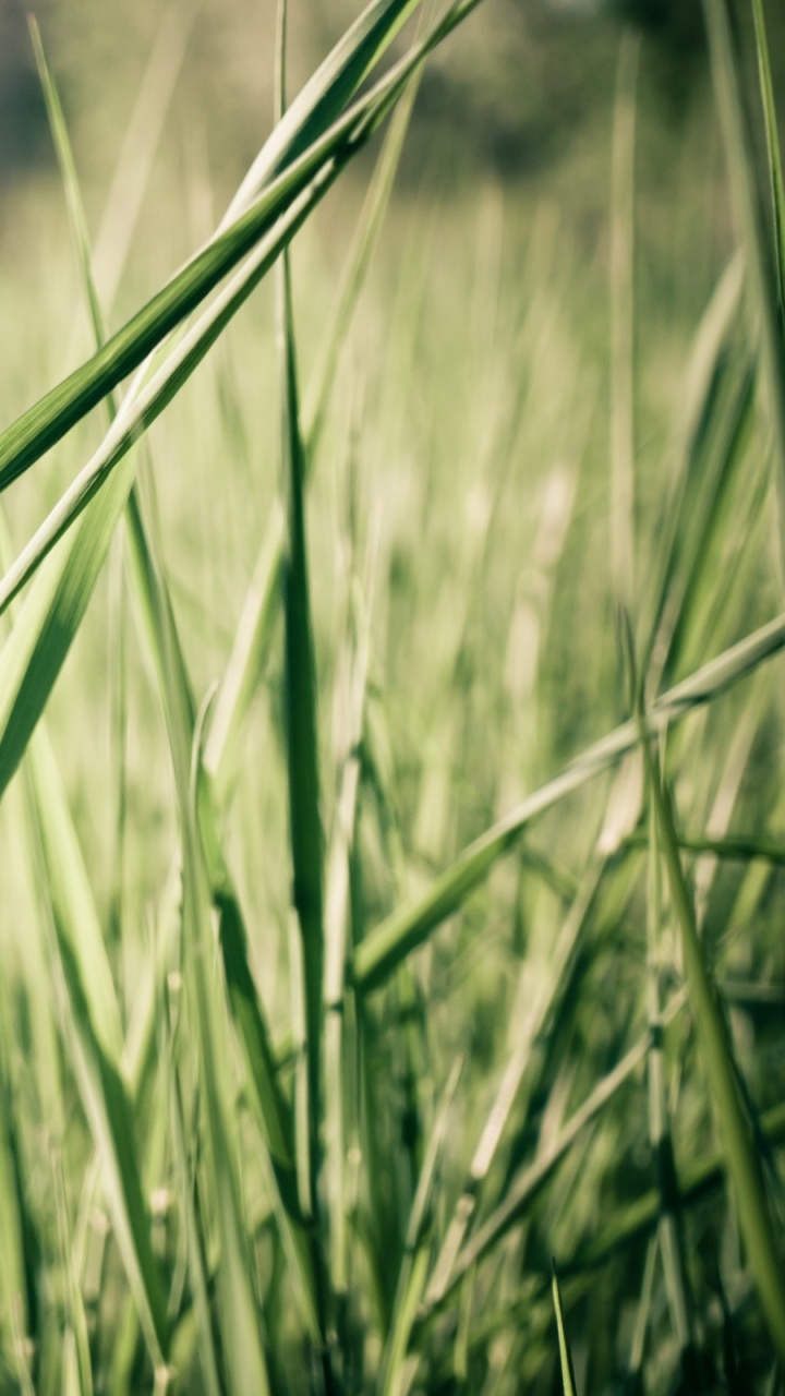 Обои растение, семейство травы, луг, урожай, стебель в разрешении 720x1280