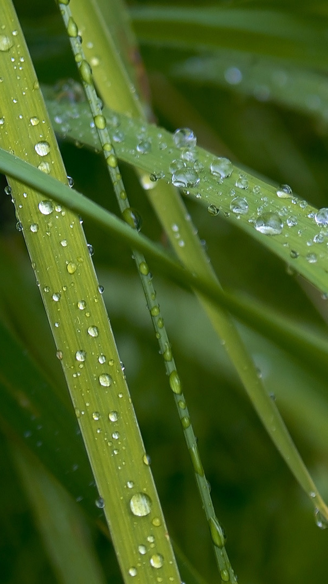 Обои влага, роса, вода, падение, наземное растение в разрешении 1080x1920
