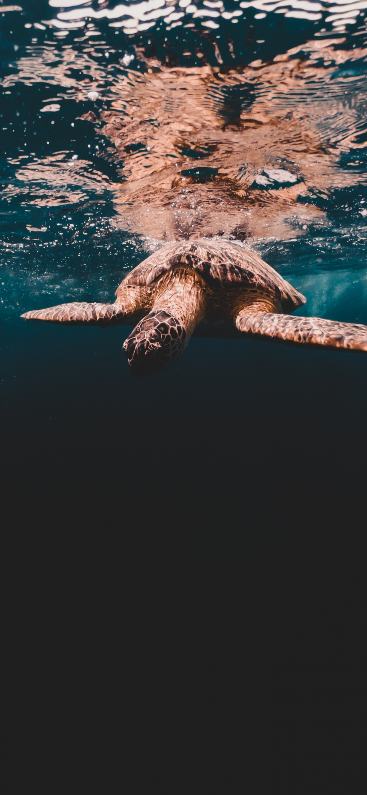 Обои головастая морская черепаха, Оливковое Ридли морских черепах, черепаха, Дома kemps Ридли морских черепах, Морская черепаха Бисса в разрешении 1242x2688