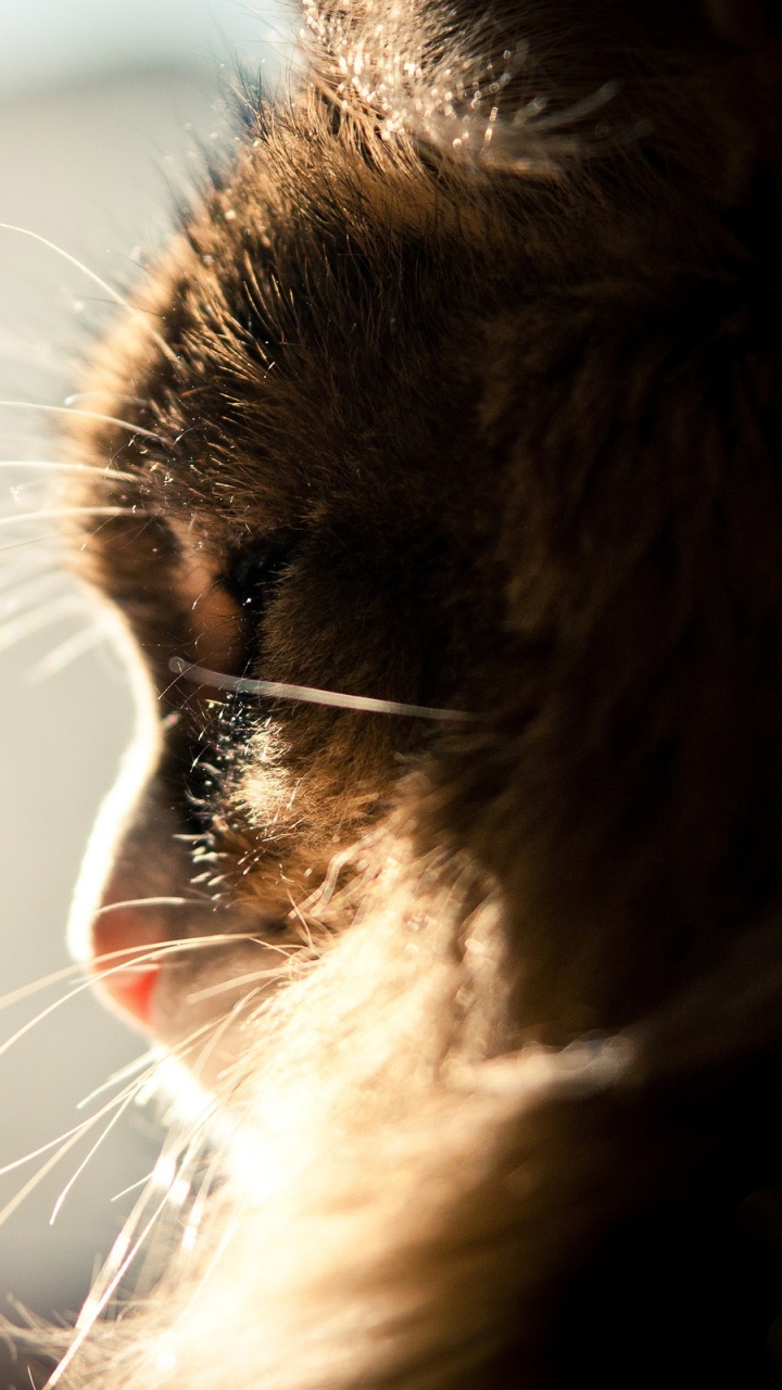 Обои котенок, пушистые, пушистый в разрешении 720x1280