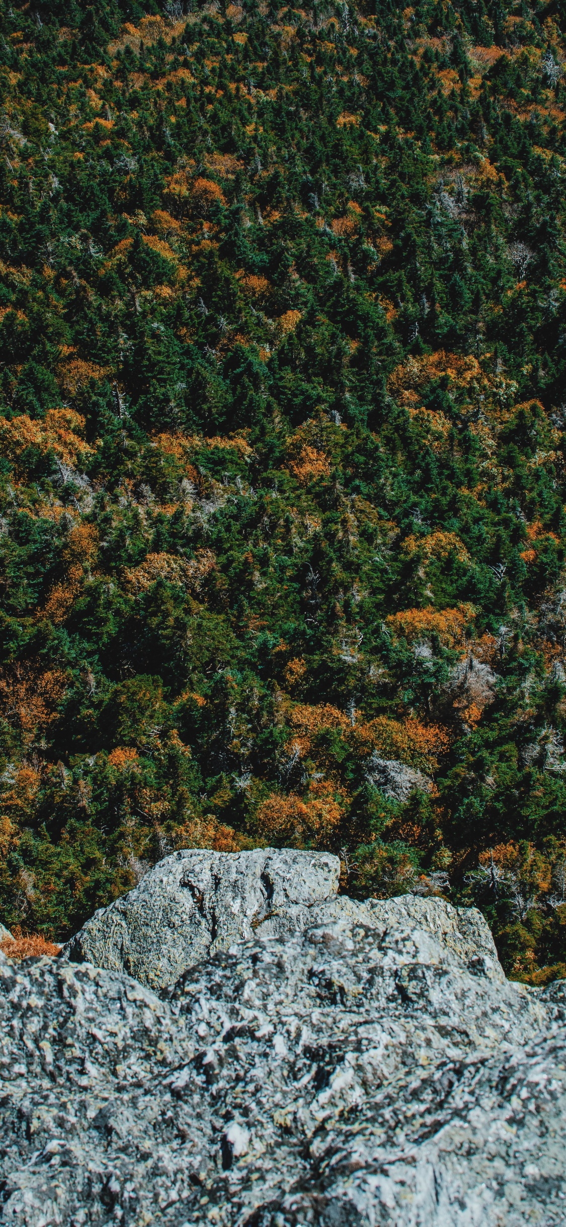 Обои дерево, лес, зеленый, коричневый цвет, растение в разрешении 1125x2436