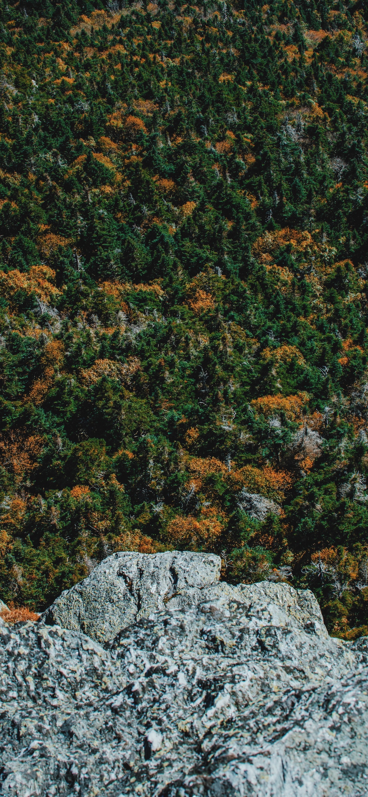 Обои дерево, лес, зеленый, коричневый цвет, растение в разрешении 1242x2688