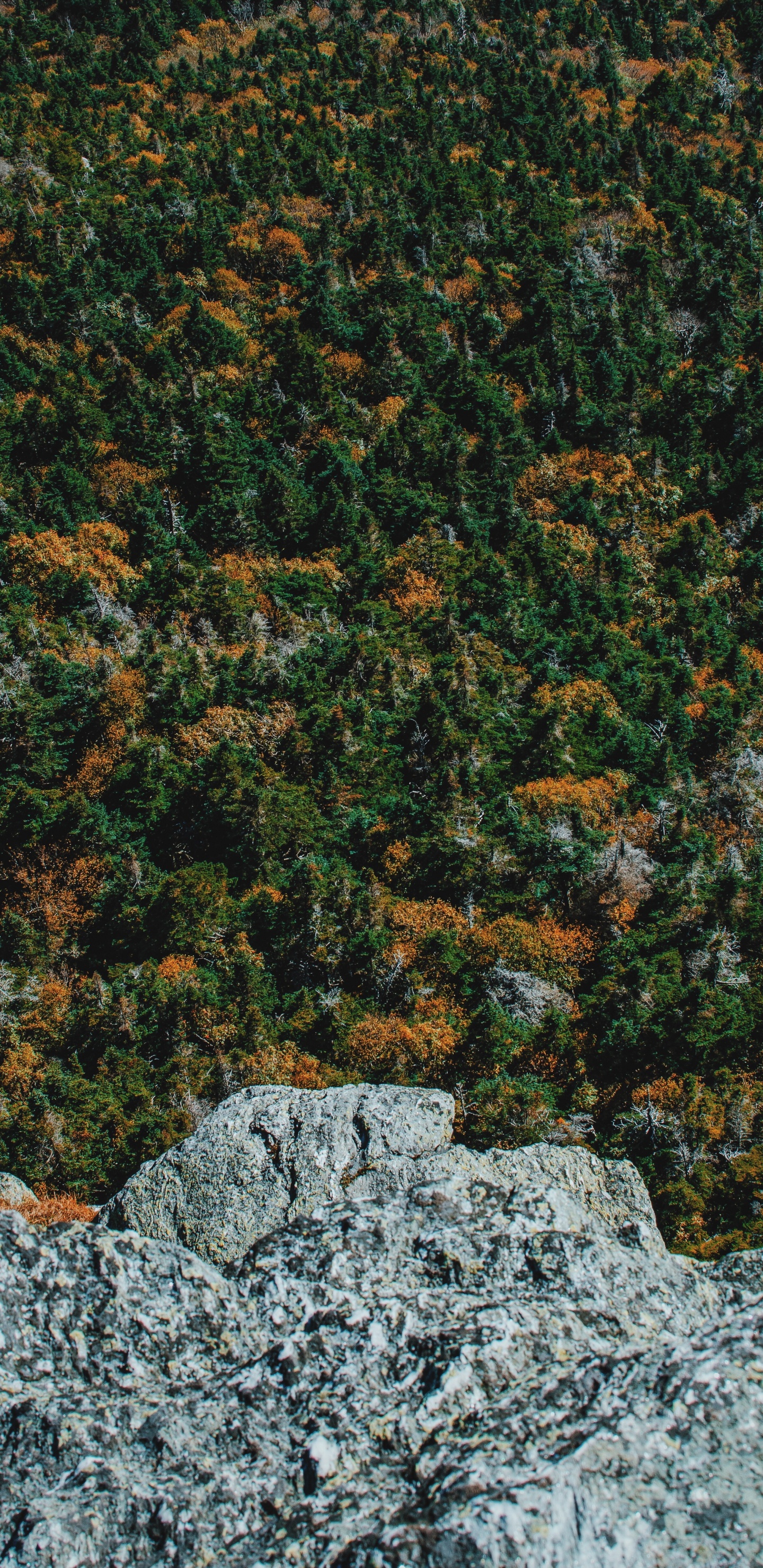 Обои дерево, лес, зеленый, коричневый цвет, растение в разрешении 1440x2960