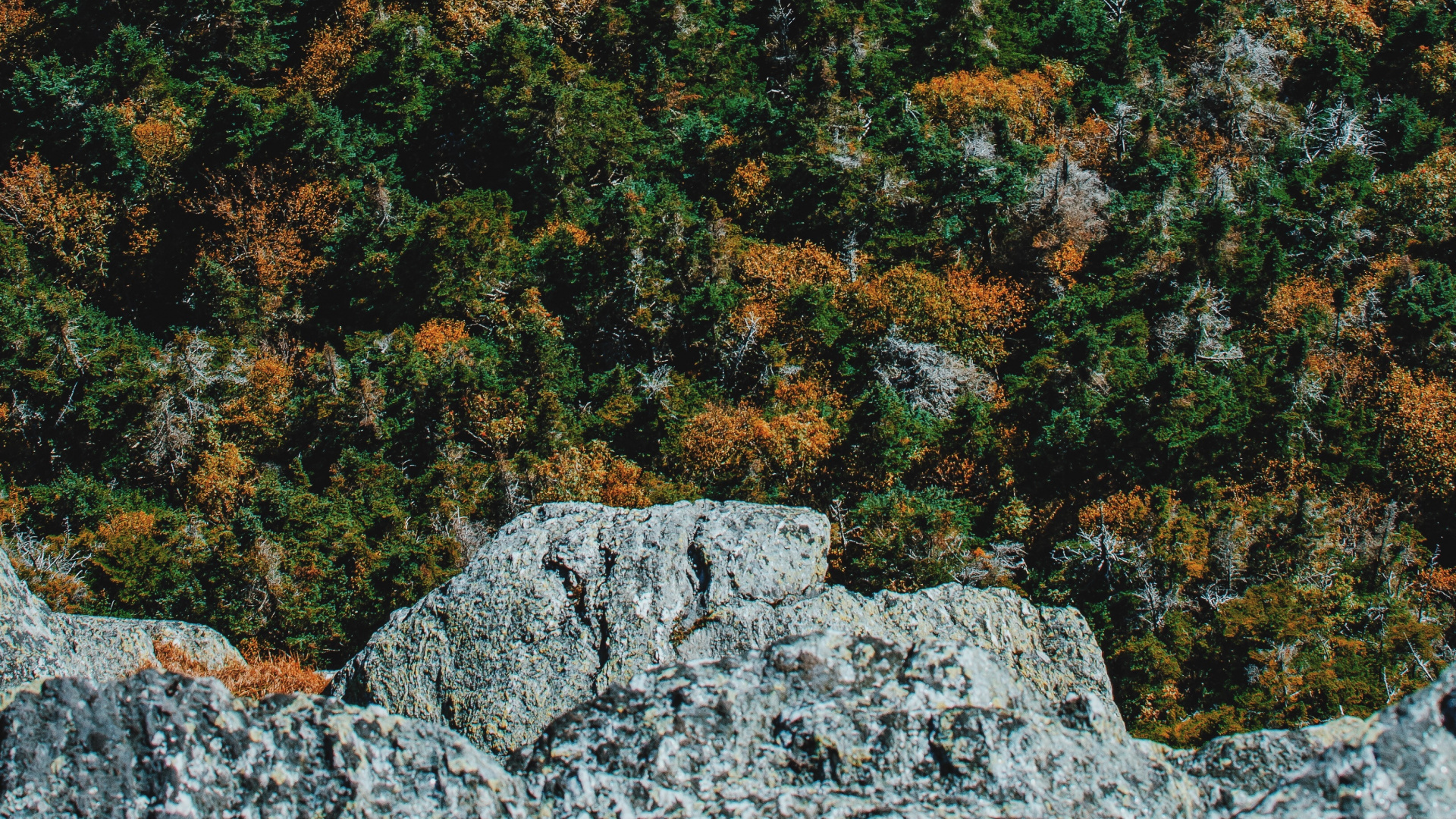 Обои дерево, лес, зеленый, коричневый цвет, растение в разрешении 1920x1080