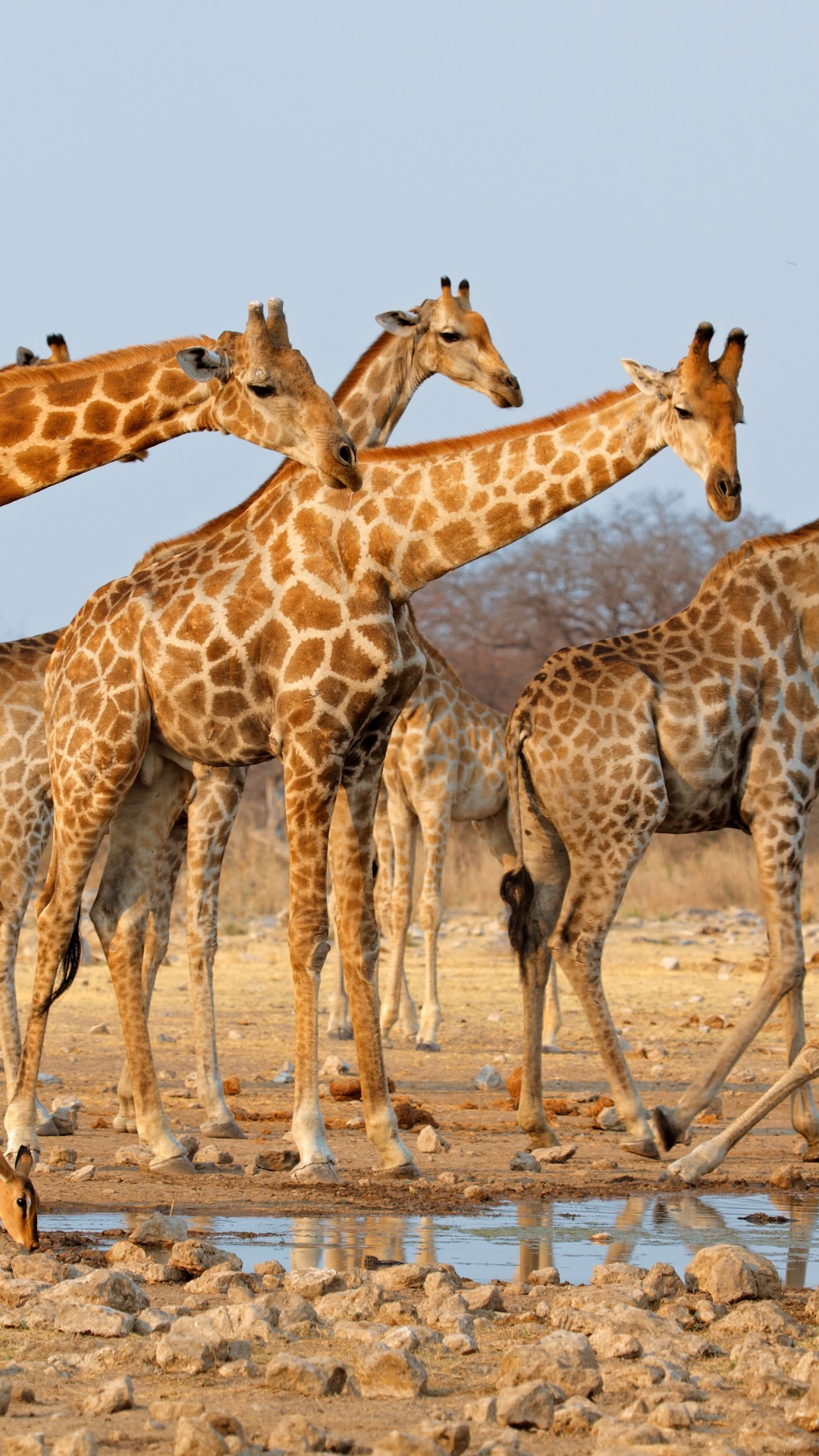 Обои живая природа, Жираф, наземные животные, жирафовые, Национальный Парк Чобе в разрешении 1080x1920