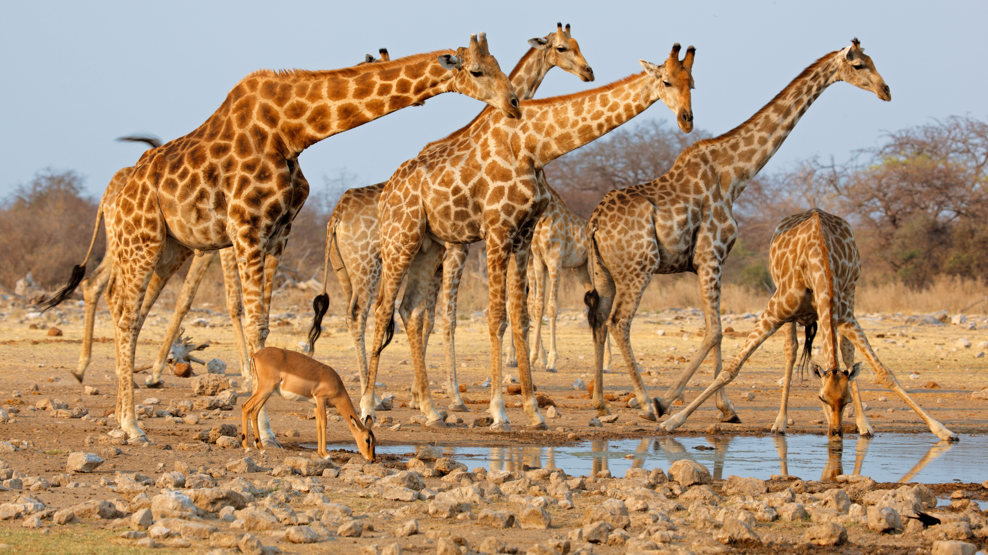 Обои живая природа, Жираф, наземные животные, жирафовые, Национальный Парк Чобе в разрешении 1920x1080