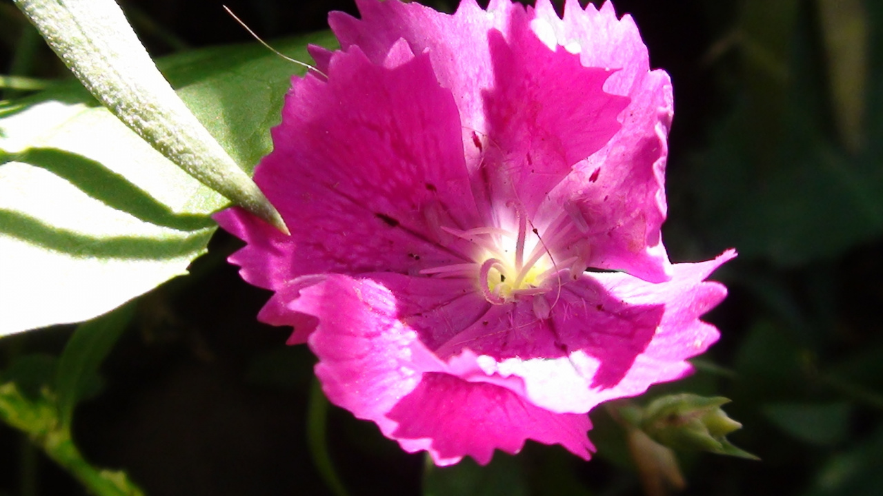 Обои полевой цветок, розовый, цветковое растение, лепесток, однолетнее растение в разрешении 1280x720