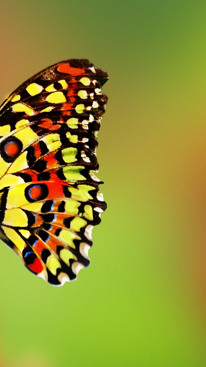 Обои насекомое, мотыльки и бабочки, бабочка, беспозвоночных, опылитель в разрешении 720x1280
