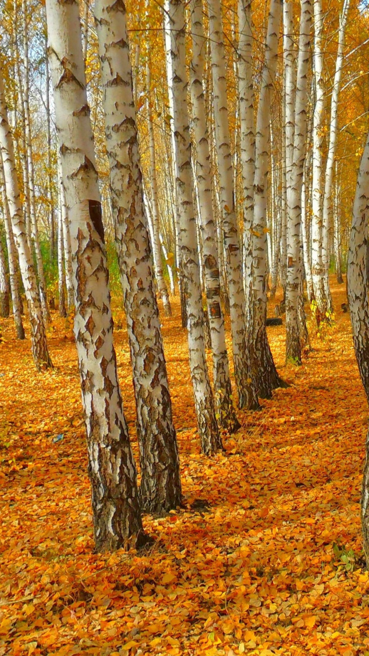 Обои дерево, лес, роща, лесистая местность, береза в разрешении 750x1334