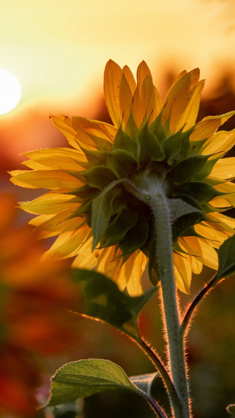 Обои доброе утро для друзей, утро, цветок, растение, лепесток в разрешении 750x1334