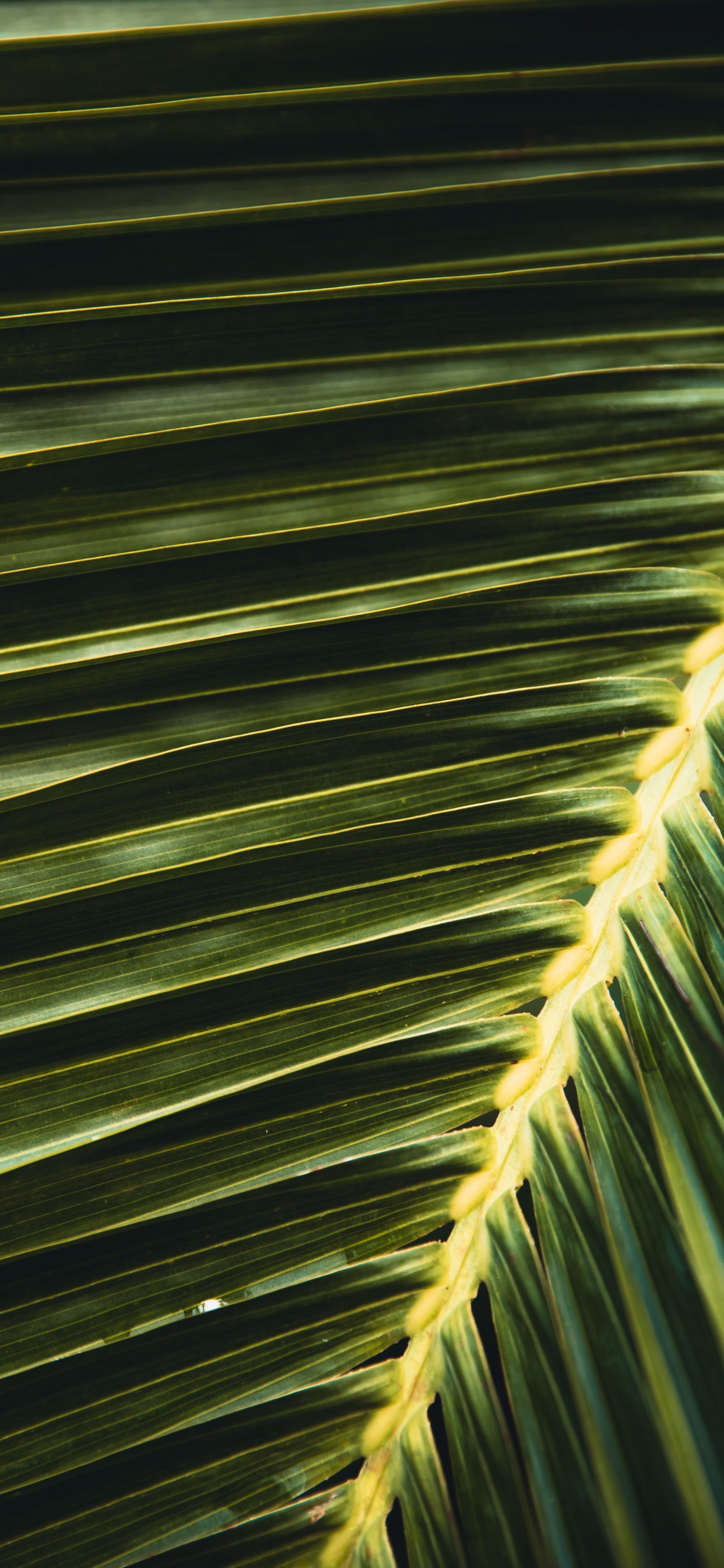 Обои линия, симметрия, Пальма, дерево, пальмовые рощи в разрешении 1242x2688