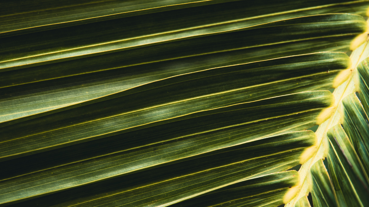 Обои линия, симметрия, Пальма, дерево, пальмовые рощи в разрешении 1280x720