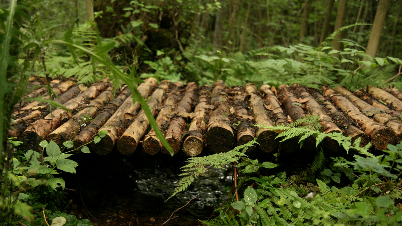 Обои лес, биом, дерево, природный заповедник, лесистая местность в разрешении 1366x768