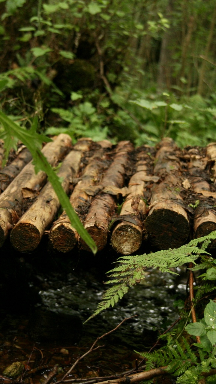 Обои лес, биом, дерево, природный заповедник, лесистая местность в разрешении 720x1280