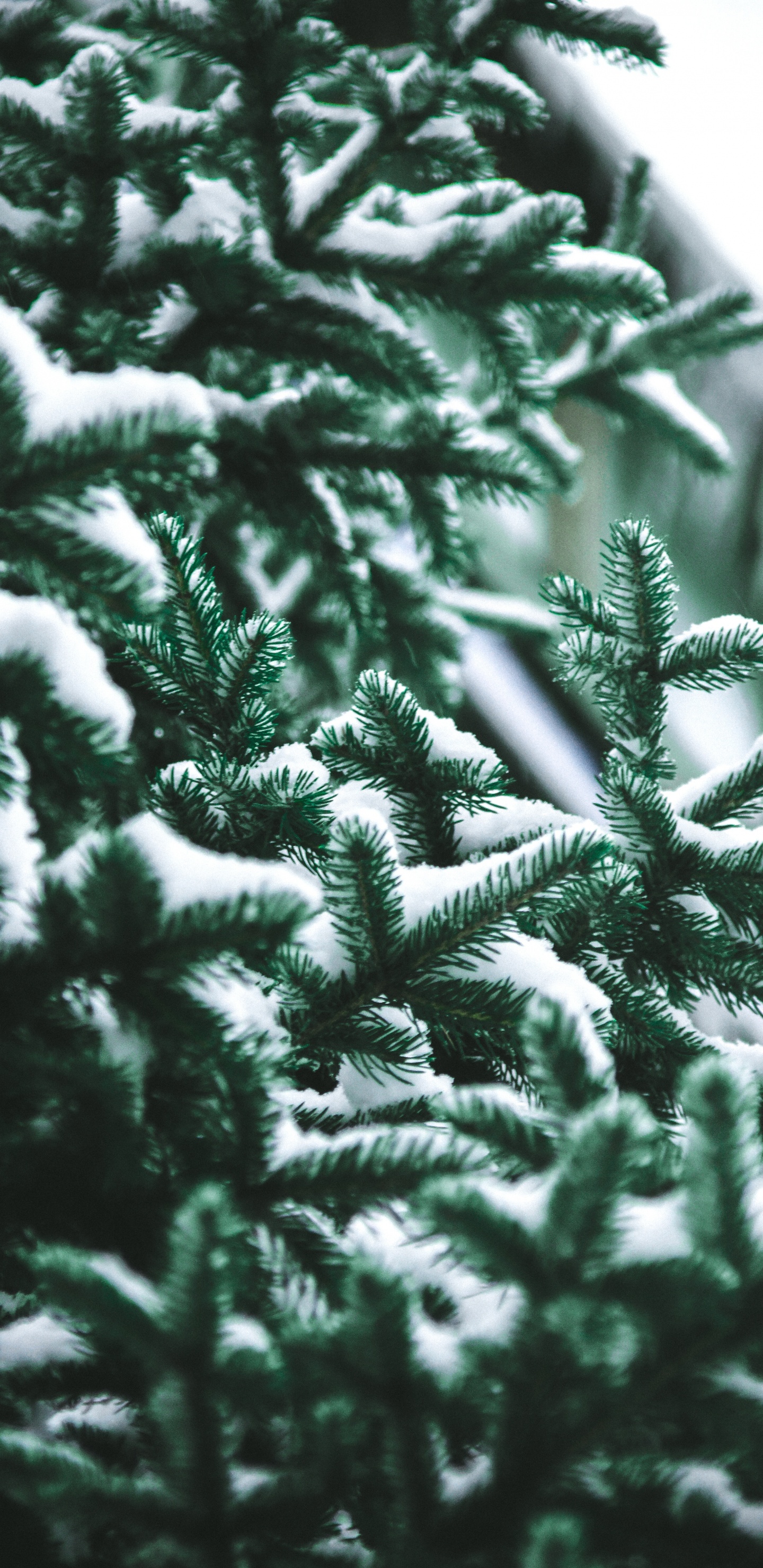 Обои дерево, сосна, Кегель ели, Пихта бальзамическая, Желтый РПИ в разрешении 1440x2960