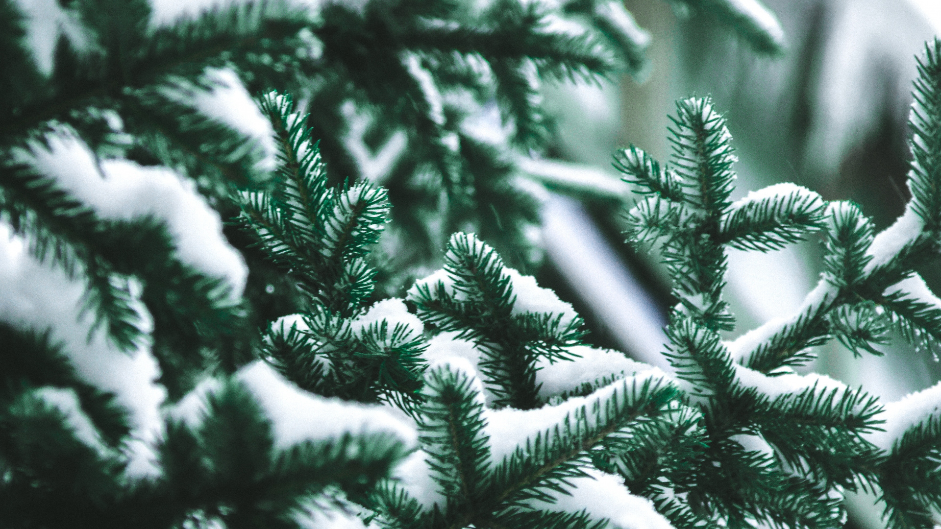 Обои дерево, сосна, Кегель ели, Пихта бальзамическая, Желтый РПИ в разрешении 1920x1080