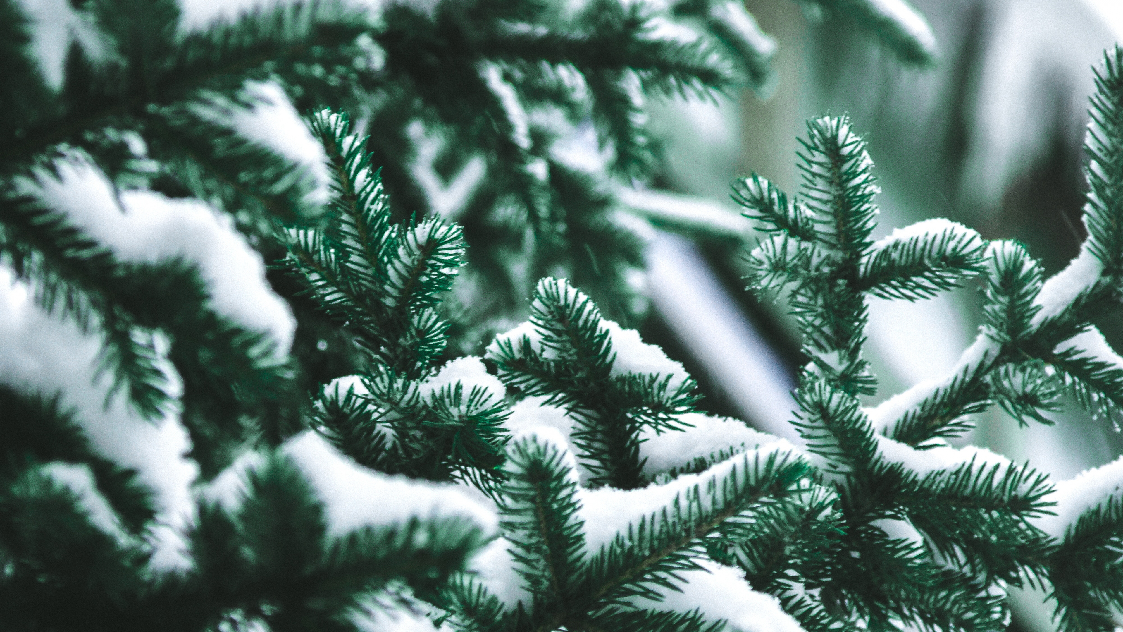 Обои дерево, сосна, Кегель ели, Пихта бальзамическая, Желтый РПИ в разрешении 3840x2160