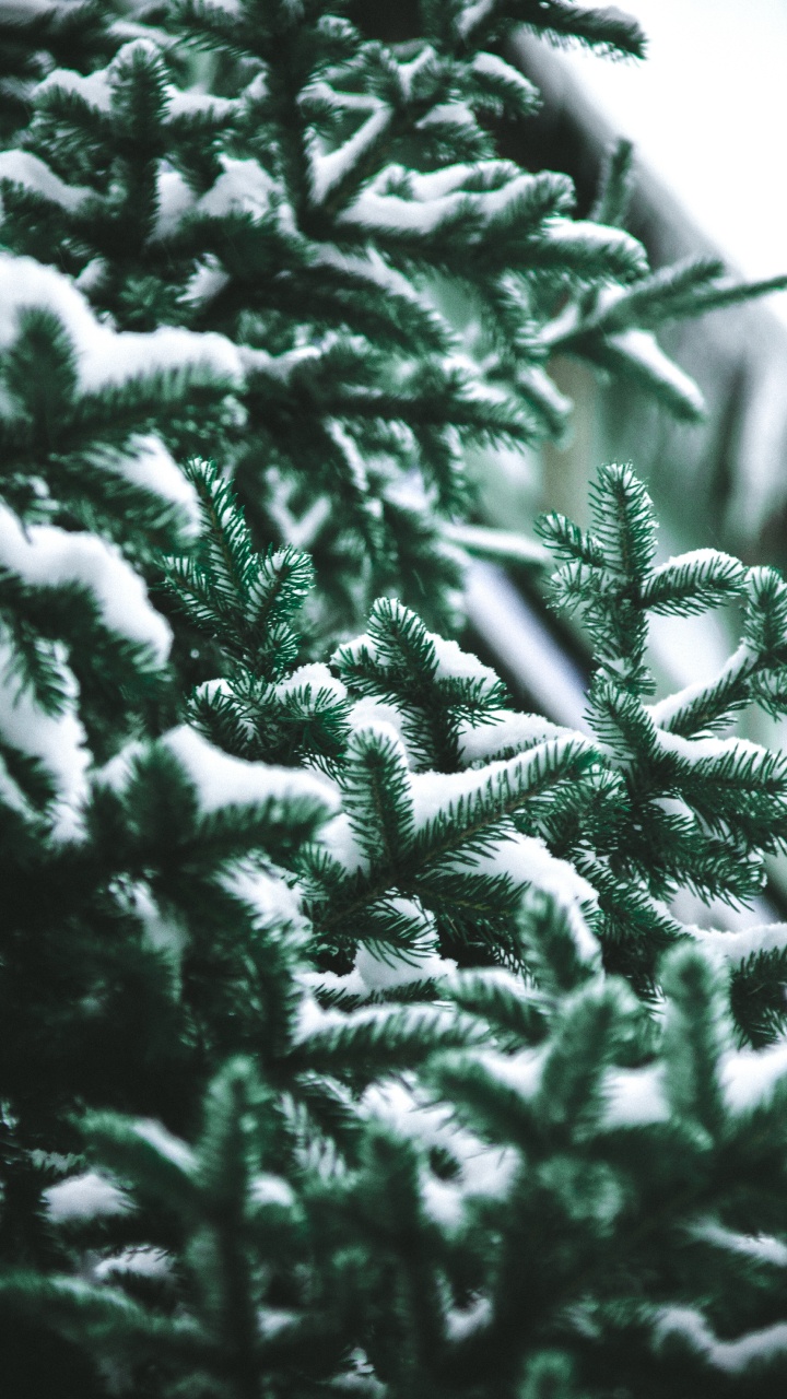 Обои дерево, сосна, Кегель ели, Пихта бальзамическая, Желтый РПИ в разрешении 720x1280