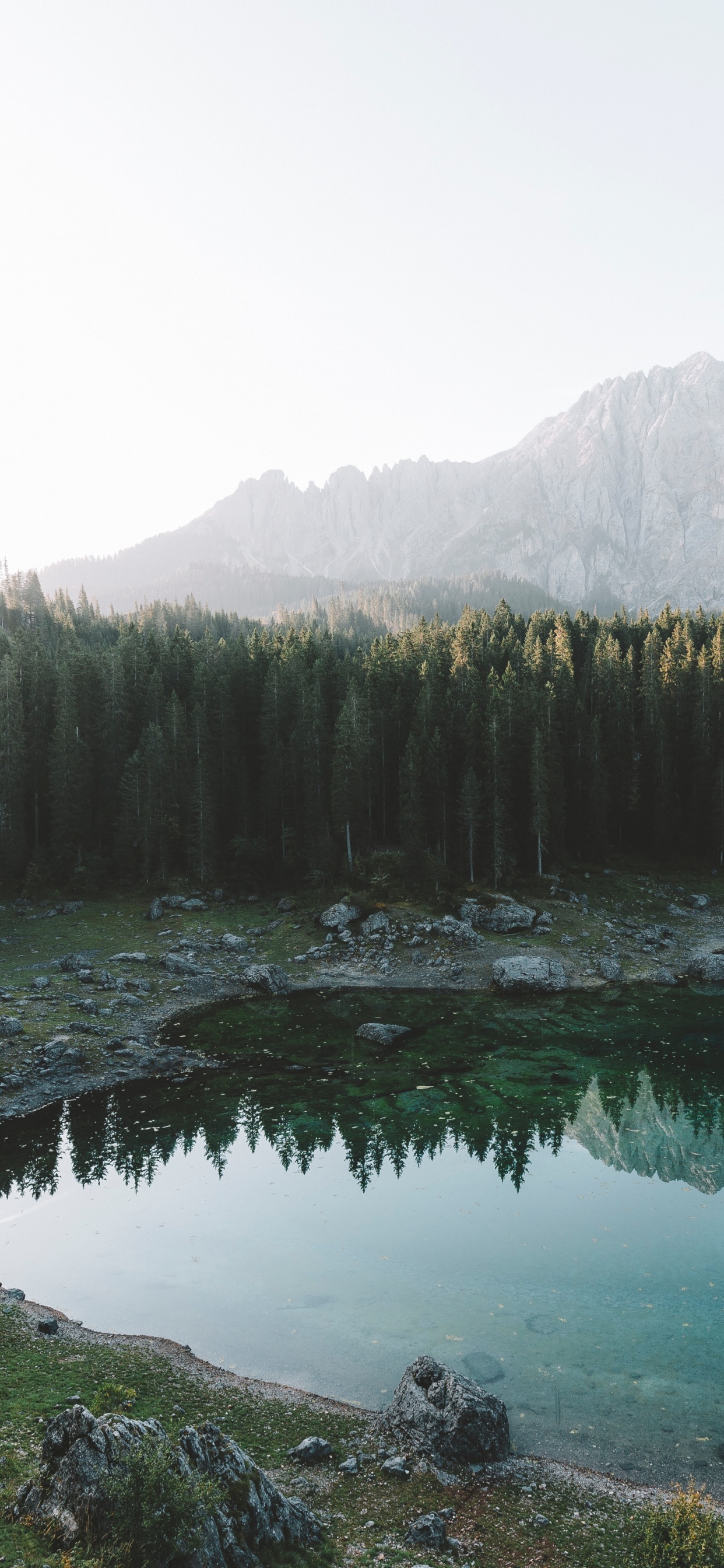 Обои пихта, лес, озеро, природный ландшафт, природа в разрешении 1242x2688