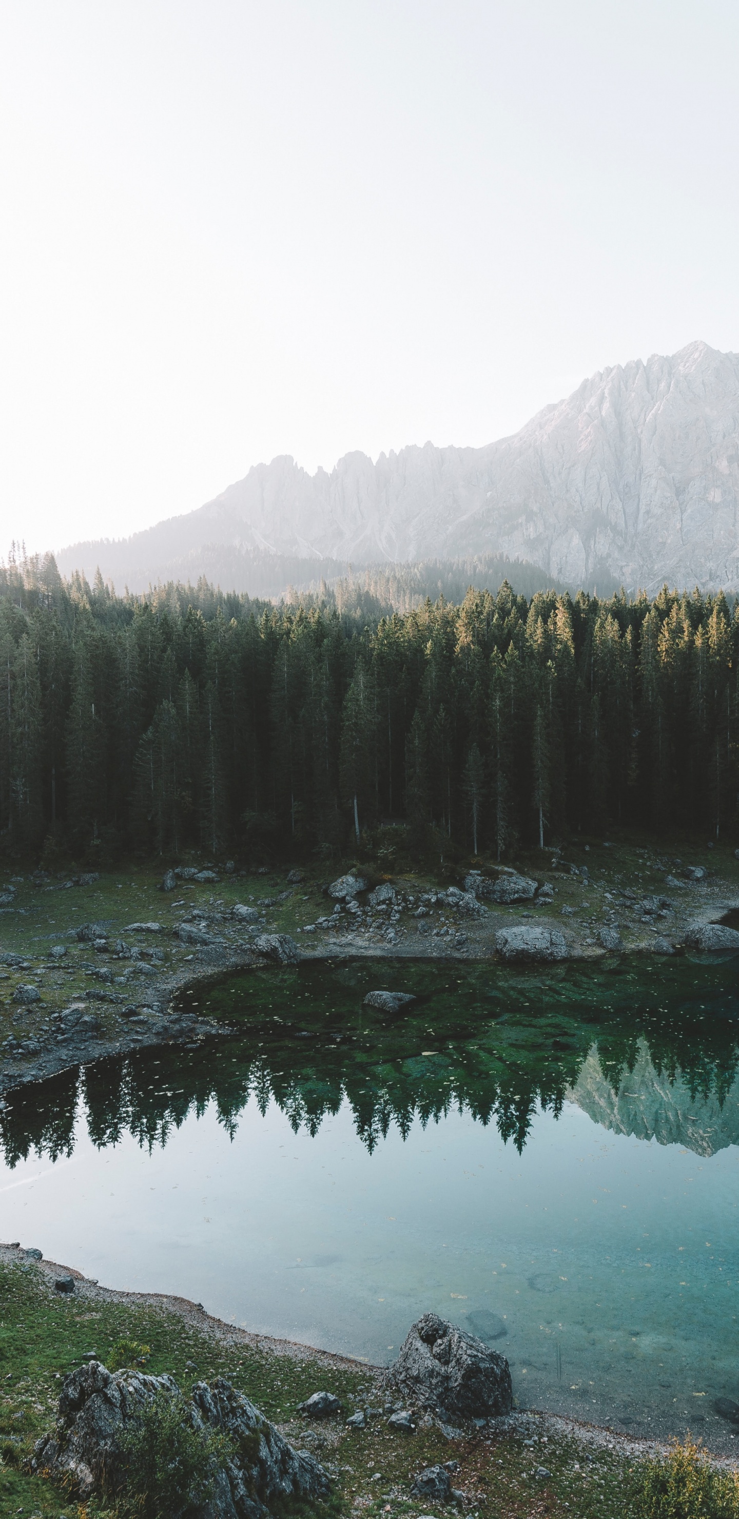 Обои пихта, лес, озеро, природный ландшафт, природа в разрешении 1440x2960