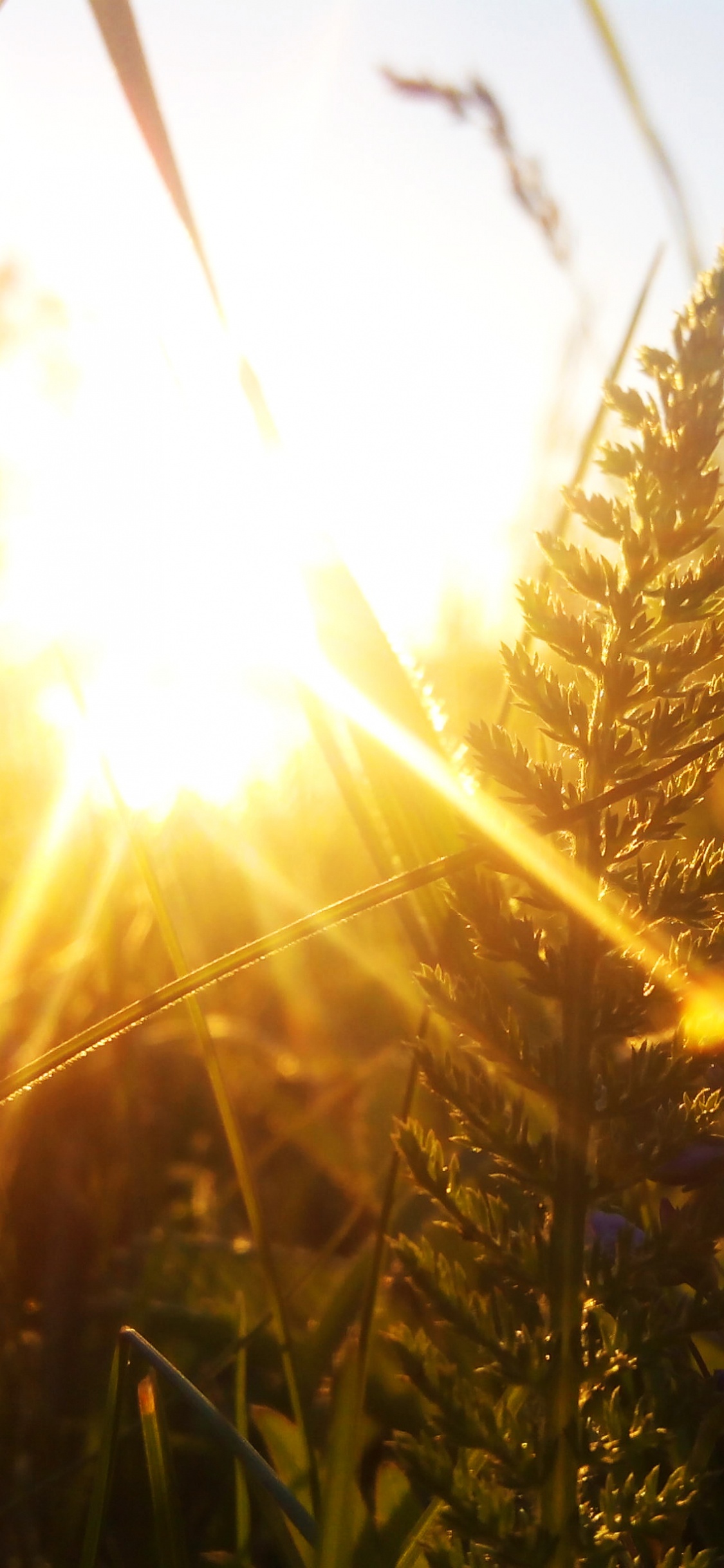 Обои закат, солнечный свет, пшеница, свет, трава в разрешении 1125x2436