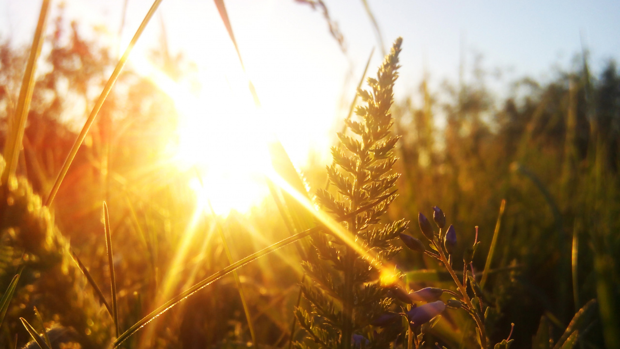 Обои закат, солнечный свет, пшеница, свет, трава в разрешении 1280x720
